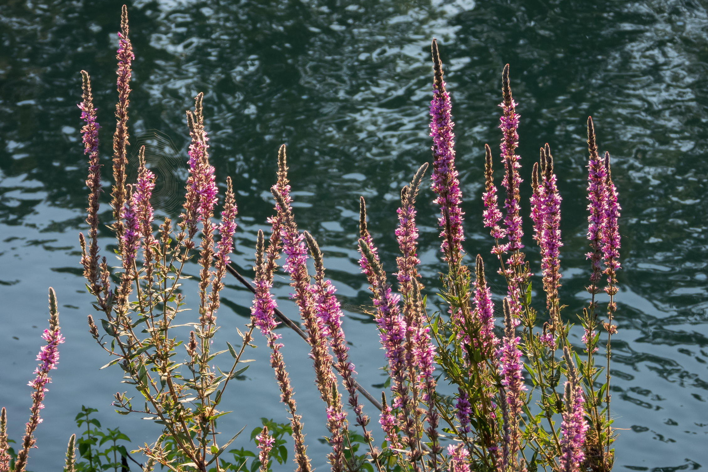 Close-up set with Coolpix p1000 (11)