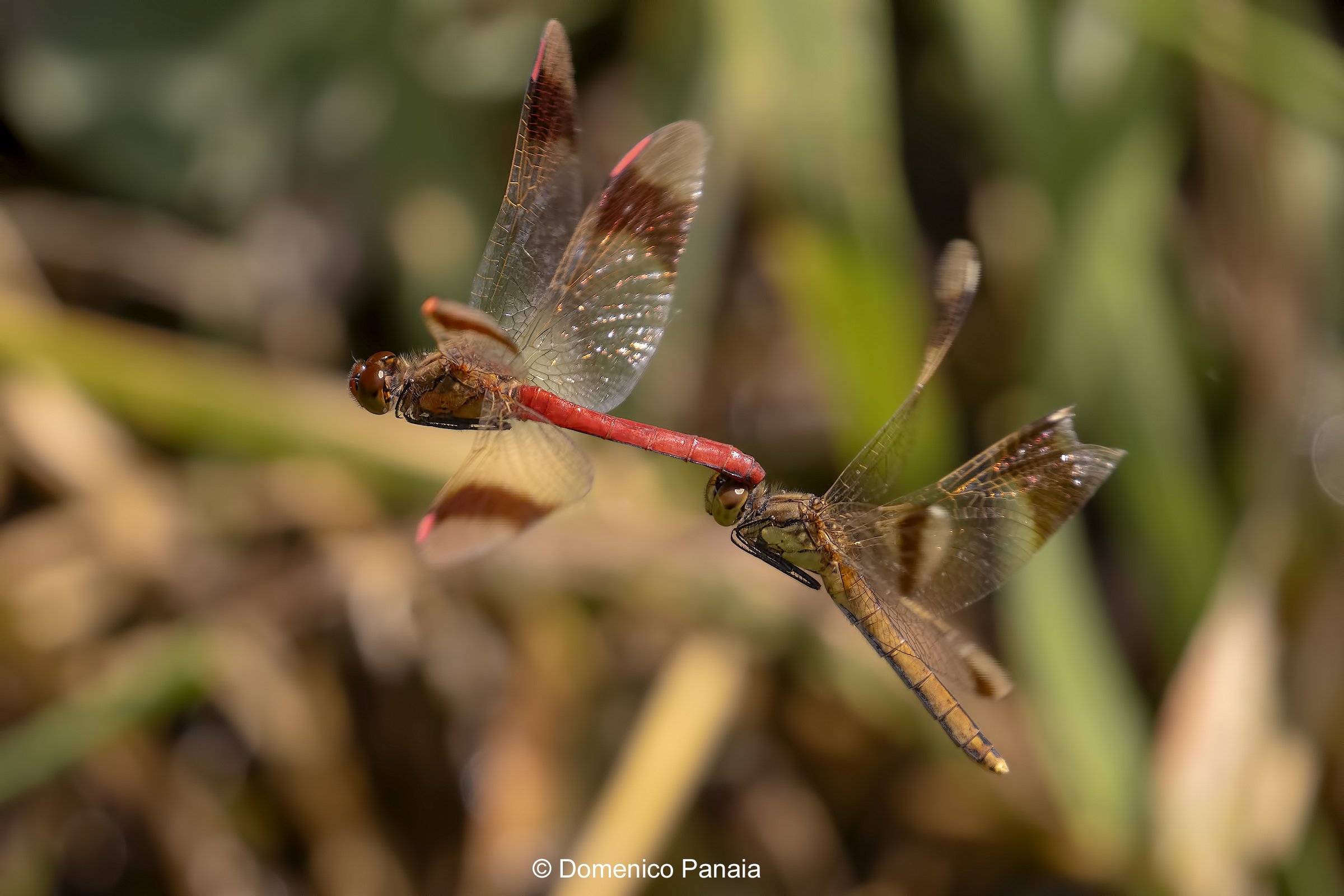Sympetrum pedemontanum