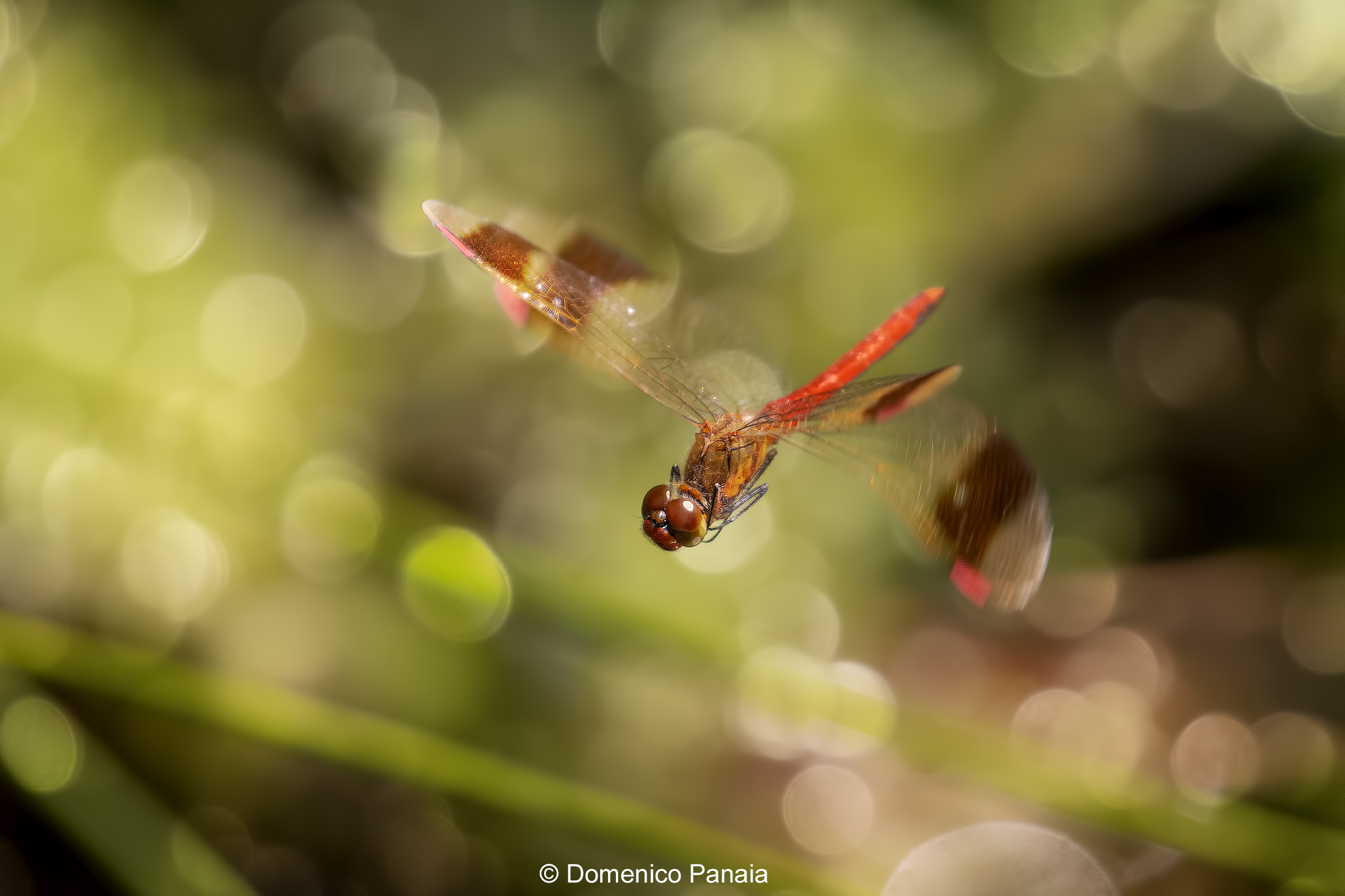 Sympetrum pedemontanum