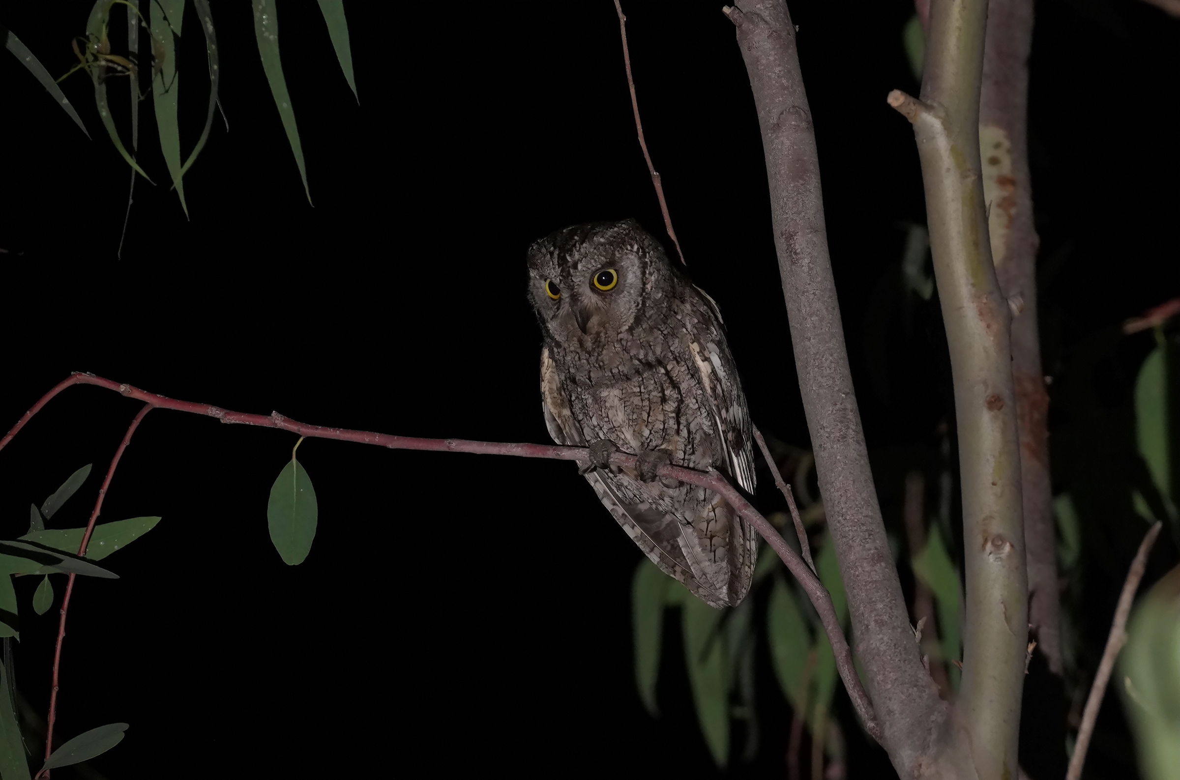 Scops owl