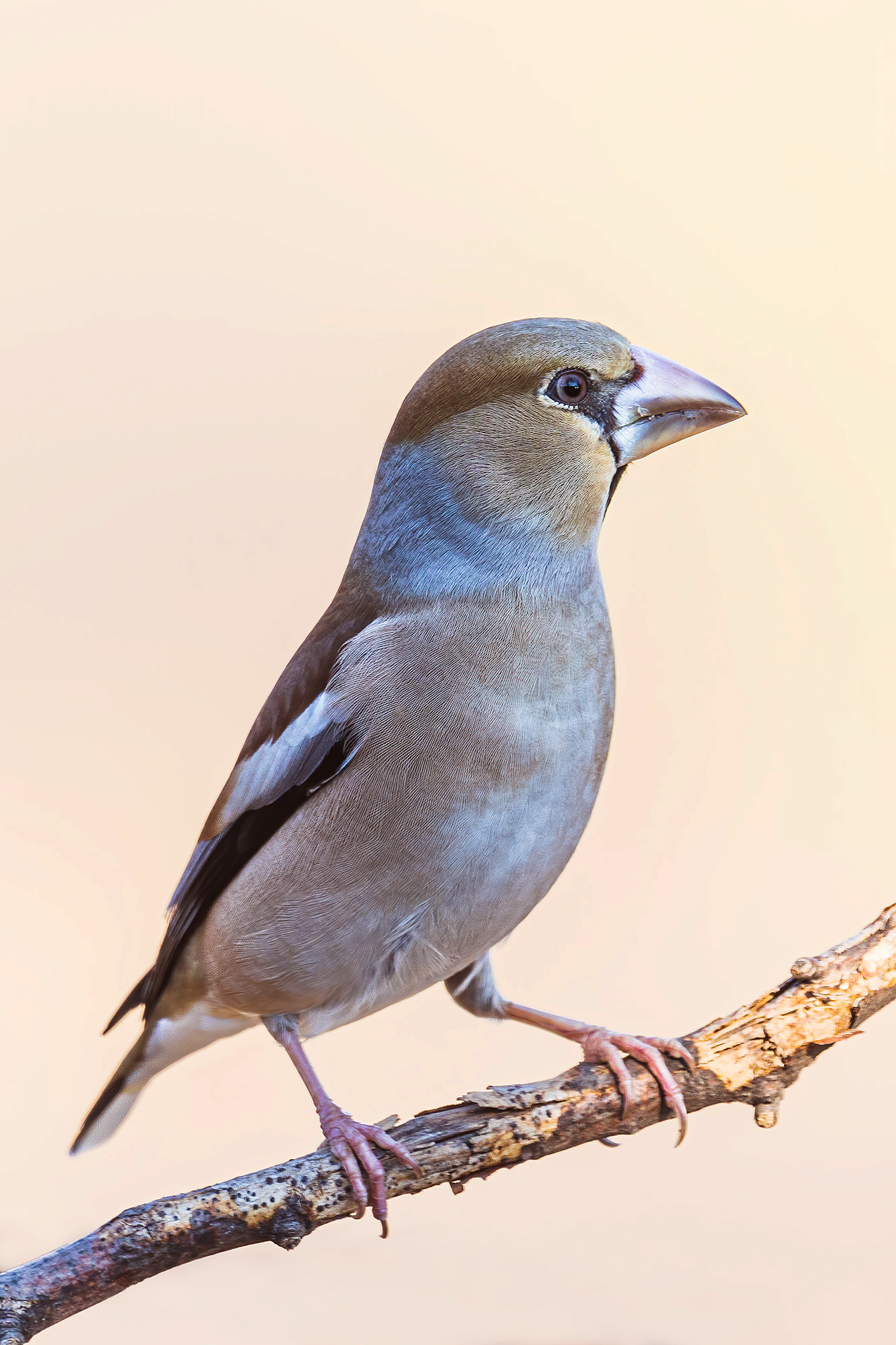 Hawfinch