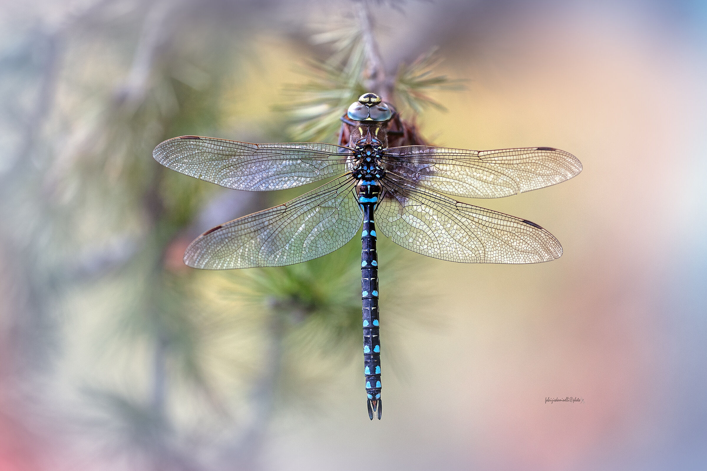 Aeshna juncea - male