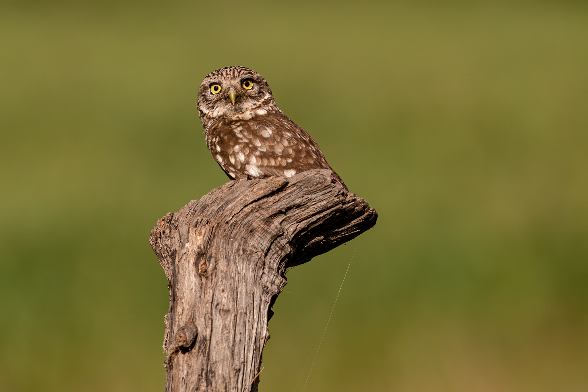 Owl