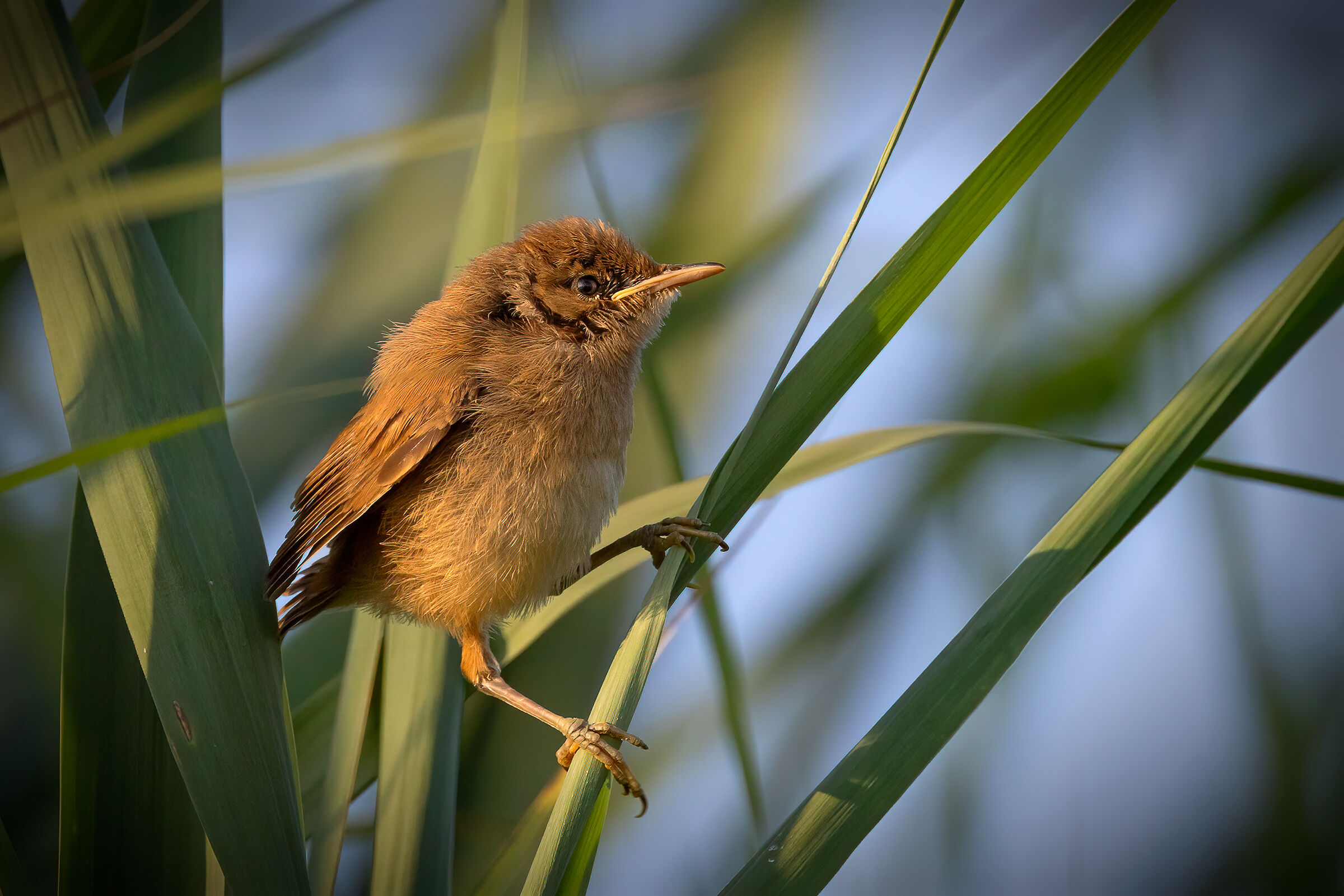 Cannaiola alle prime luci