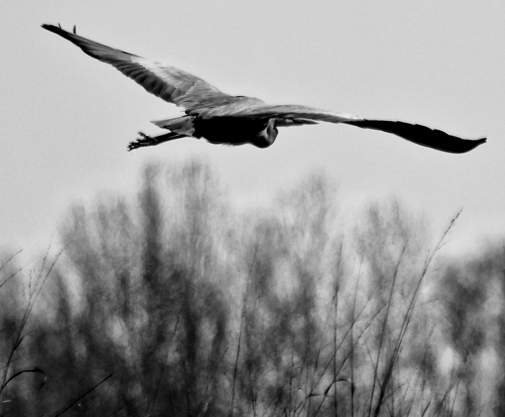 Aliante vivente in planata....