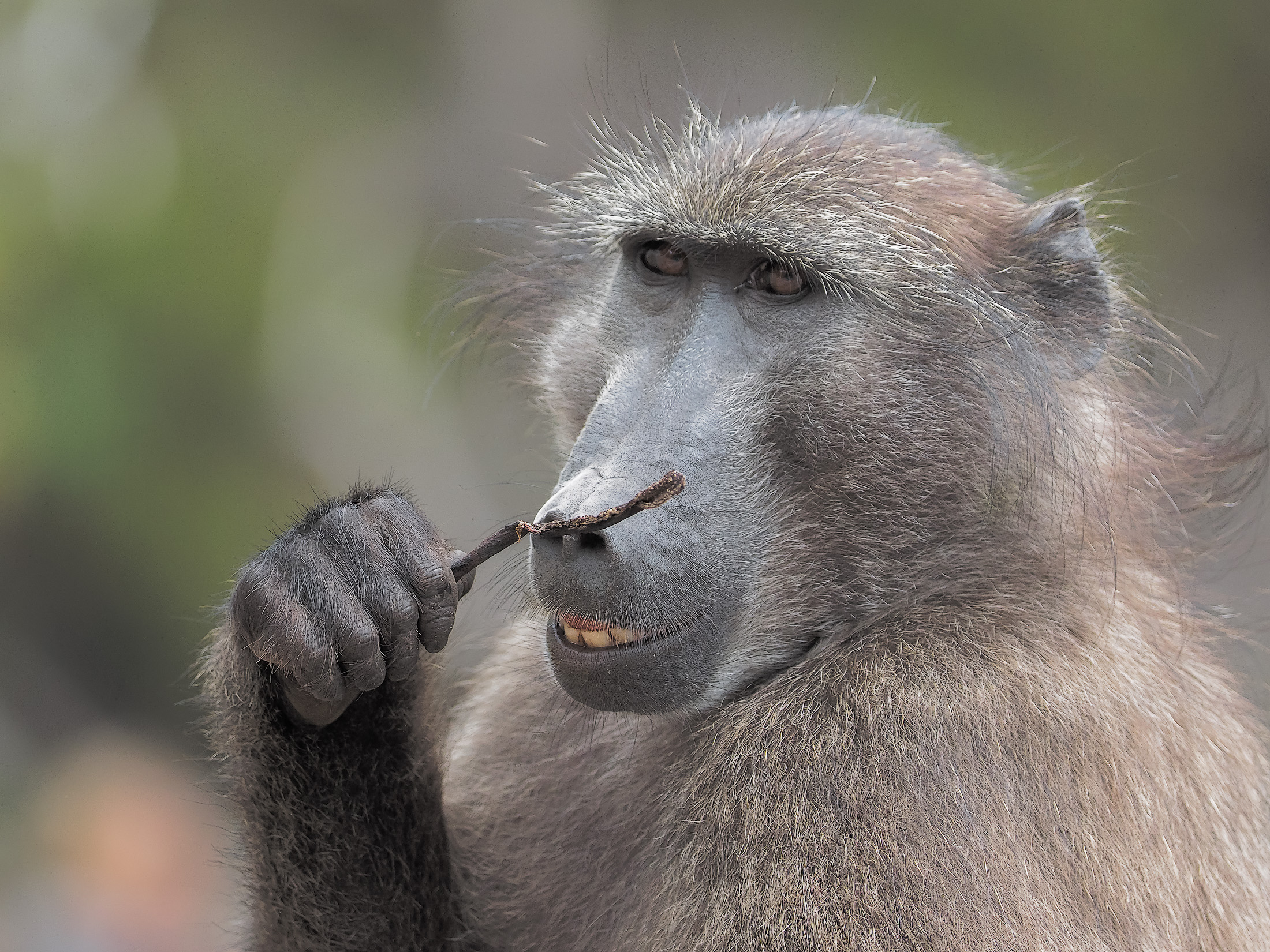 Chacma's Baboon