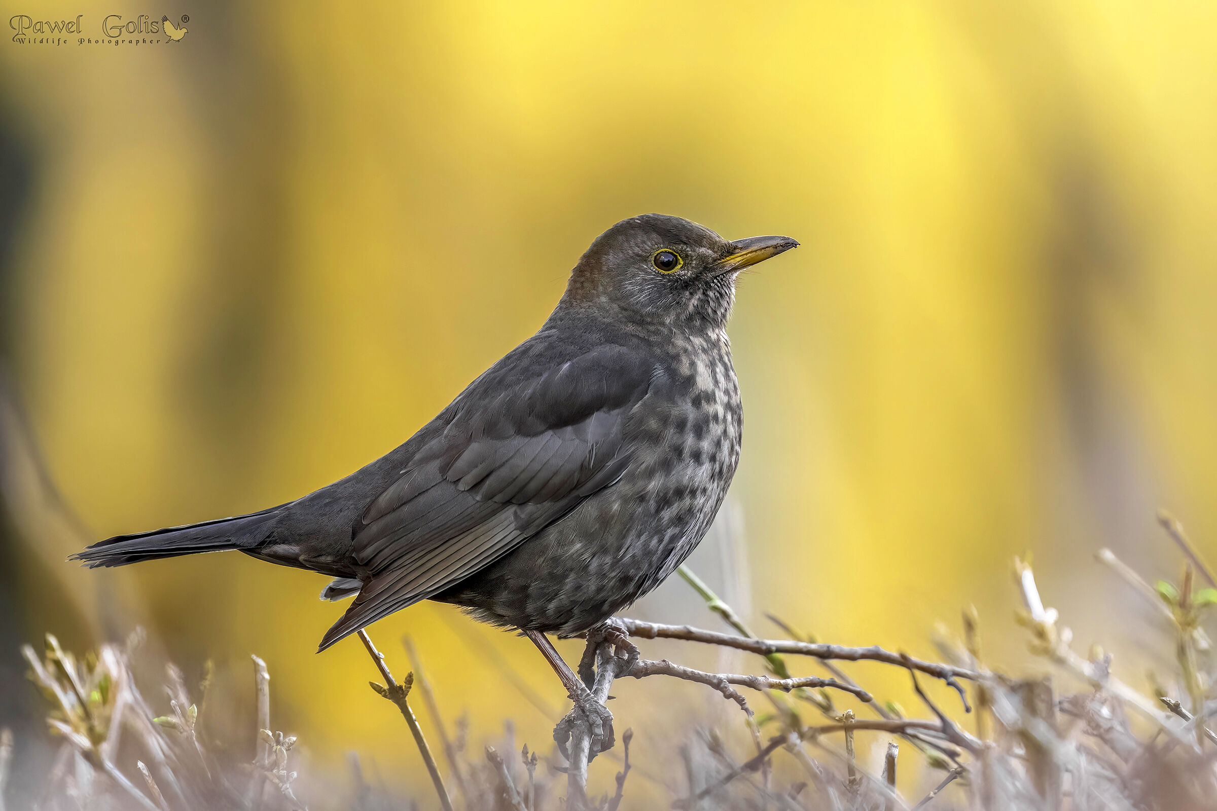 Merlo comune (Turdus merula)