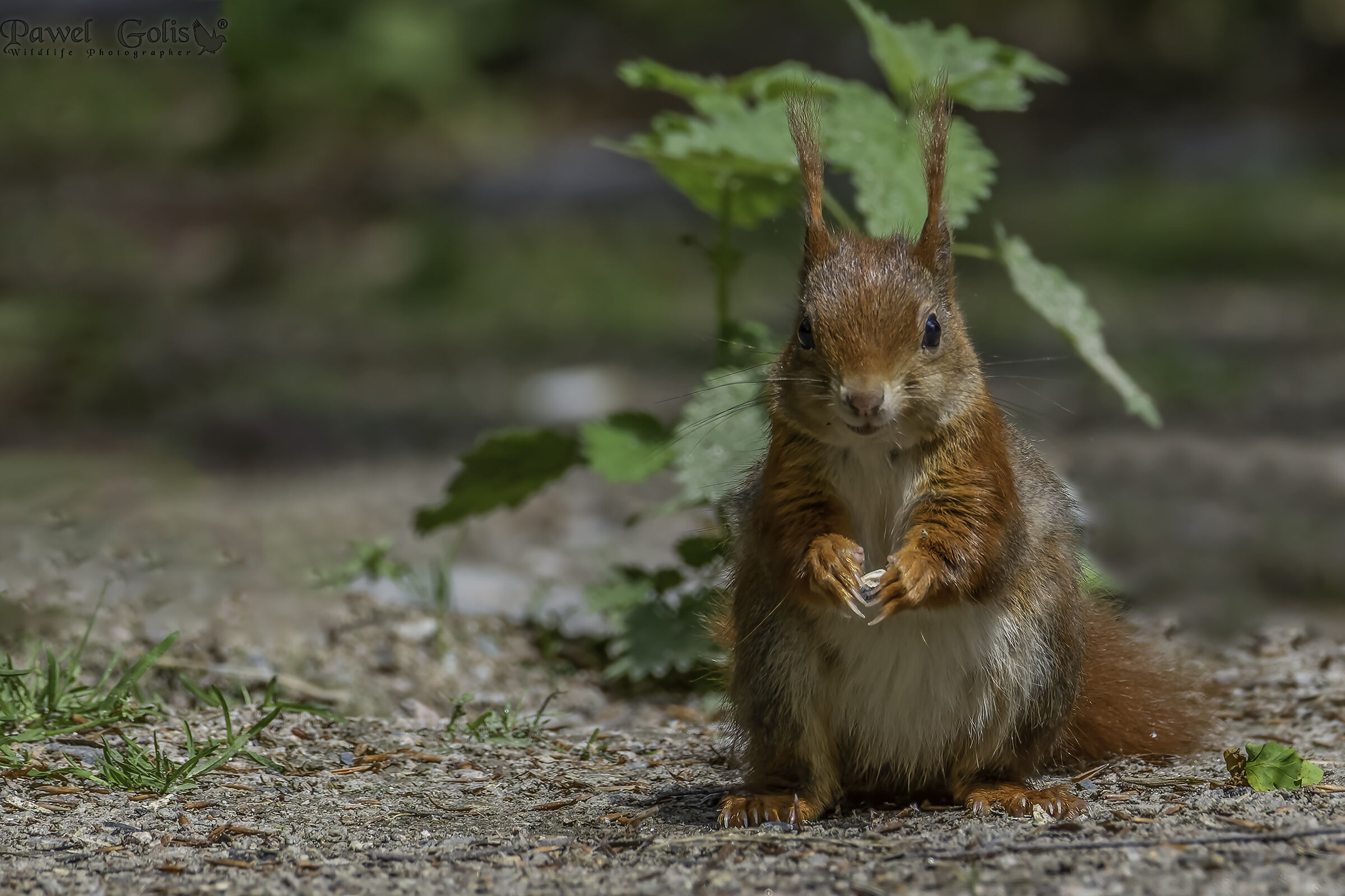 Eurasian red squirrel (Sciurus vulgaris)