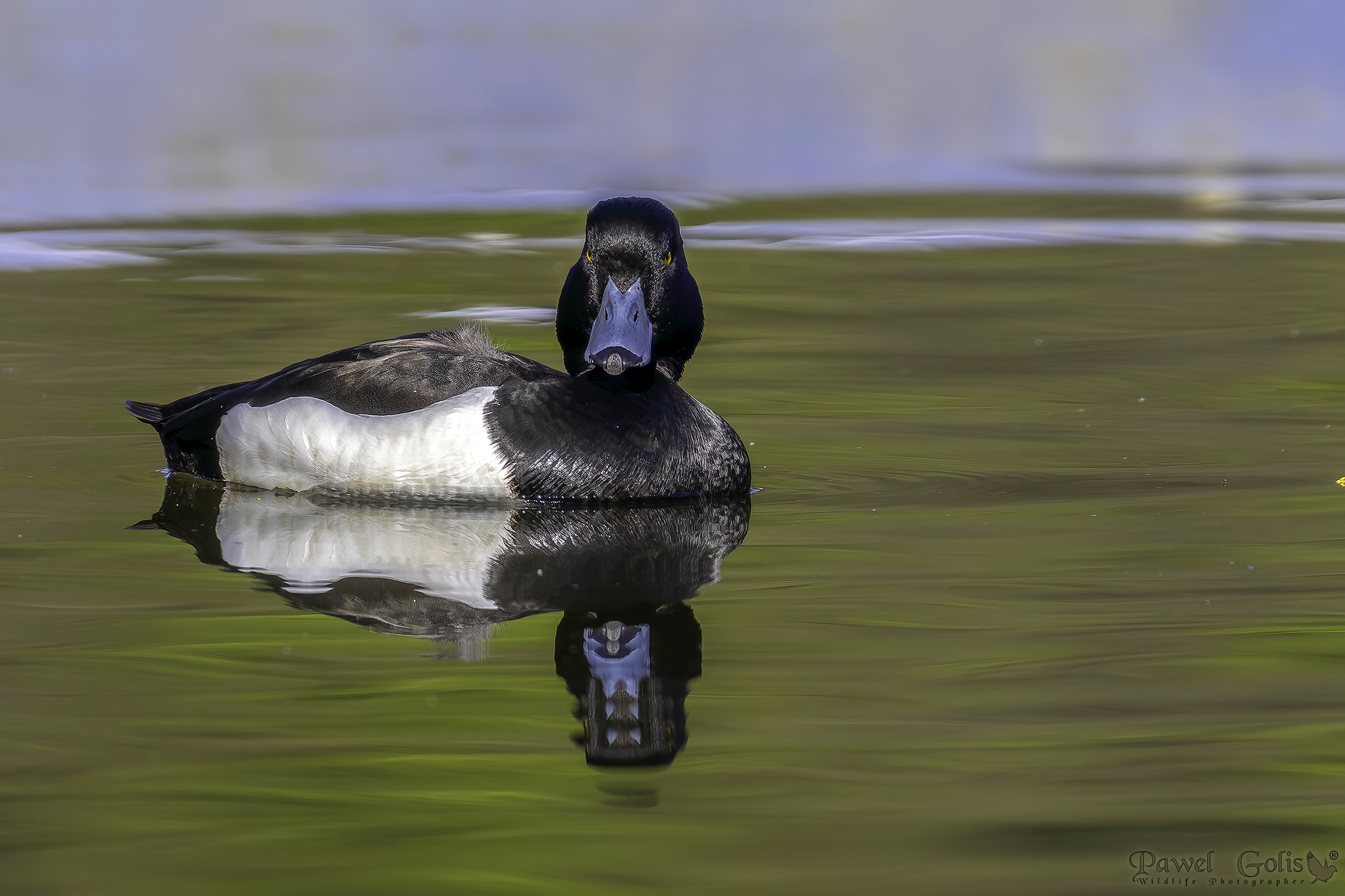 Anatra trapuntata (Aythya fuligula)