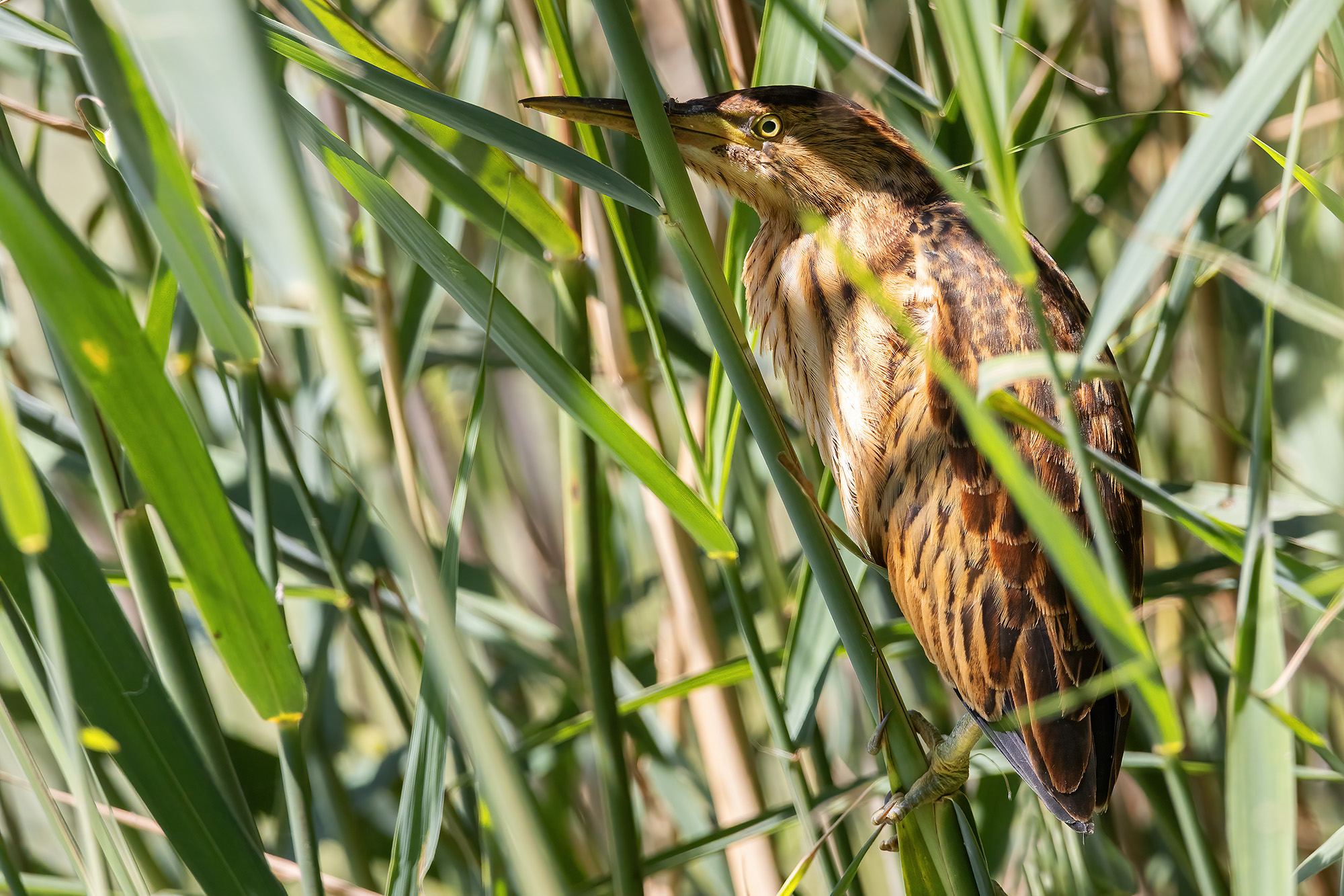 Young bittern