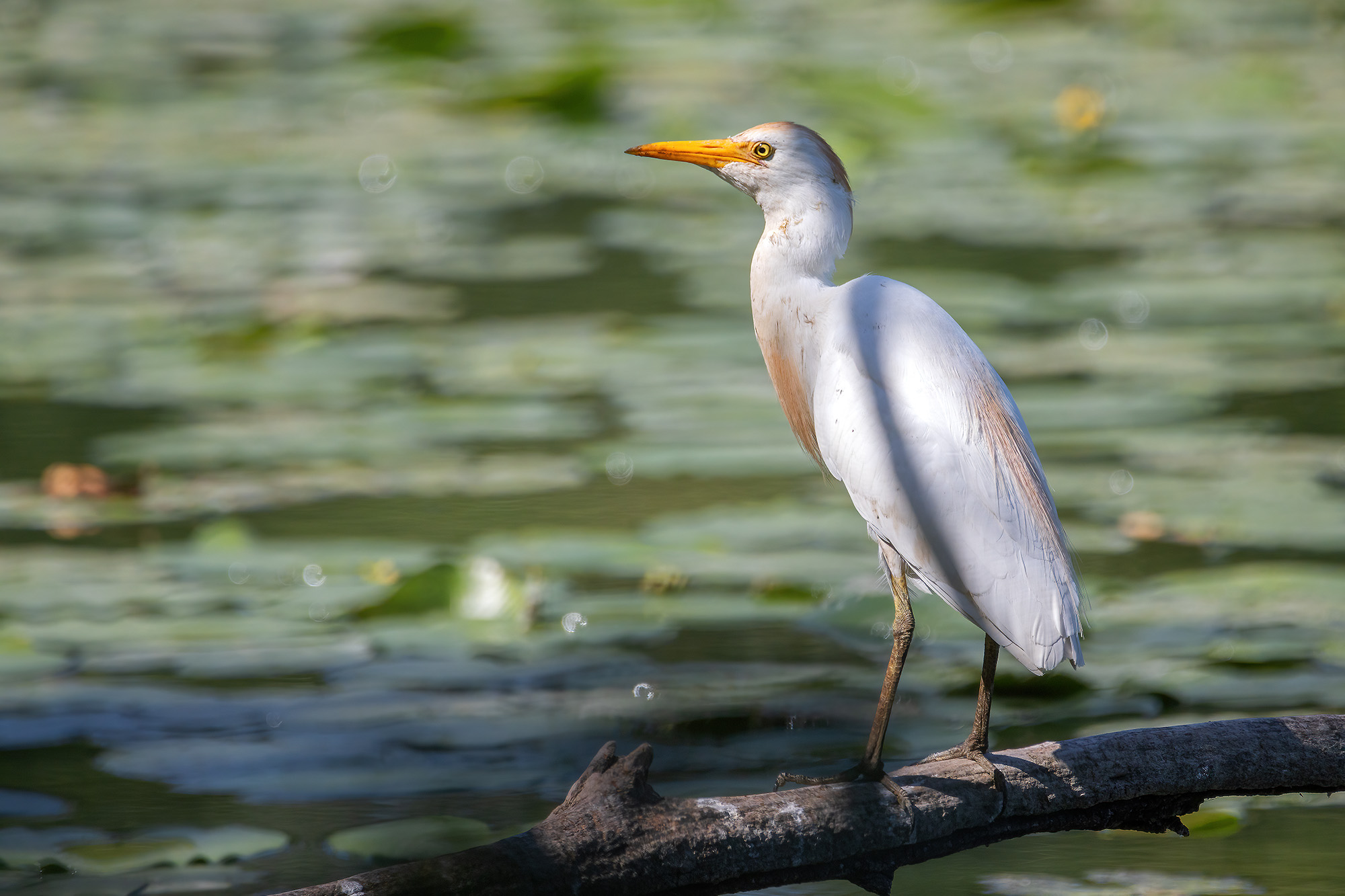 Cattle egret