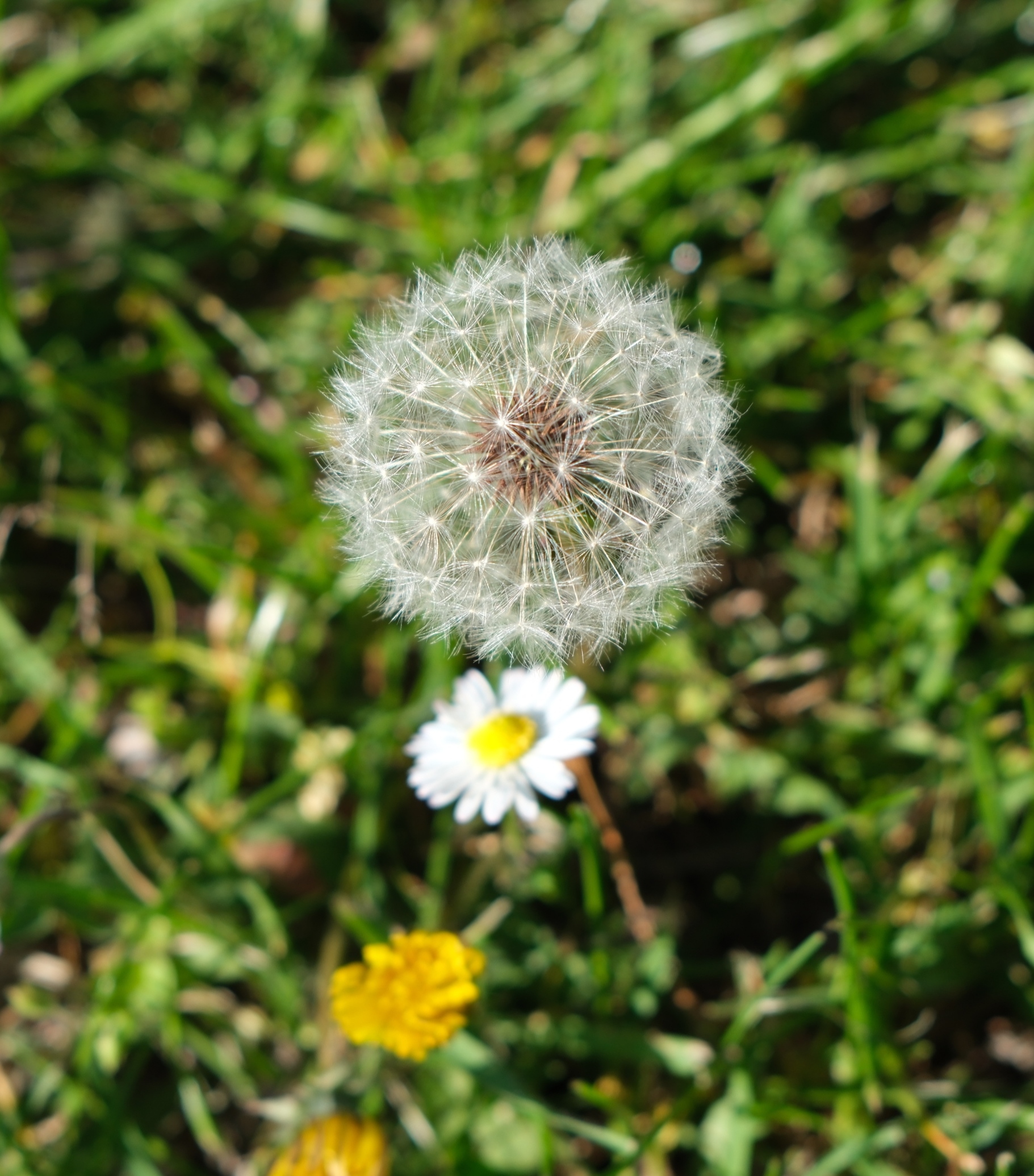 Soffione
