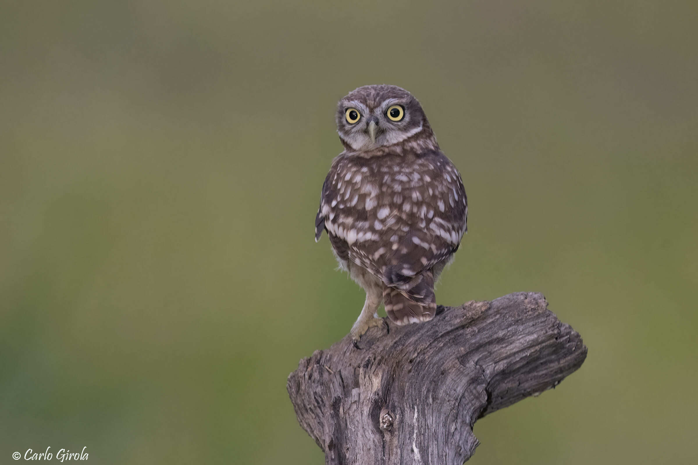 Owl (Athene noctua)