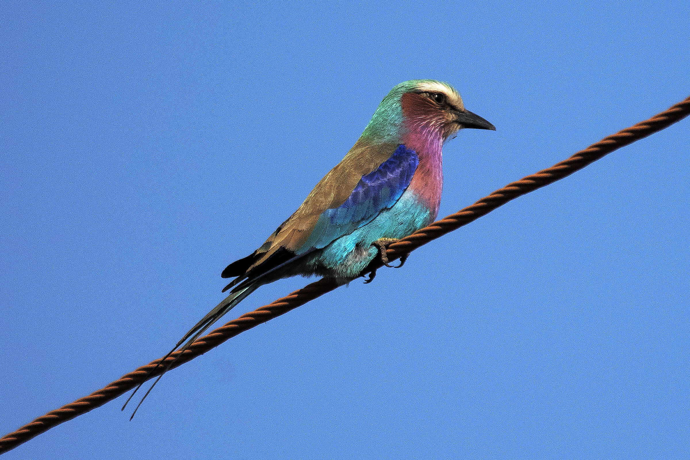 Ghiandaia pettolilla - Chembe - Zambia
