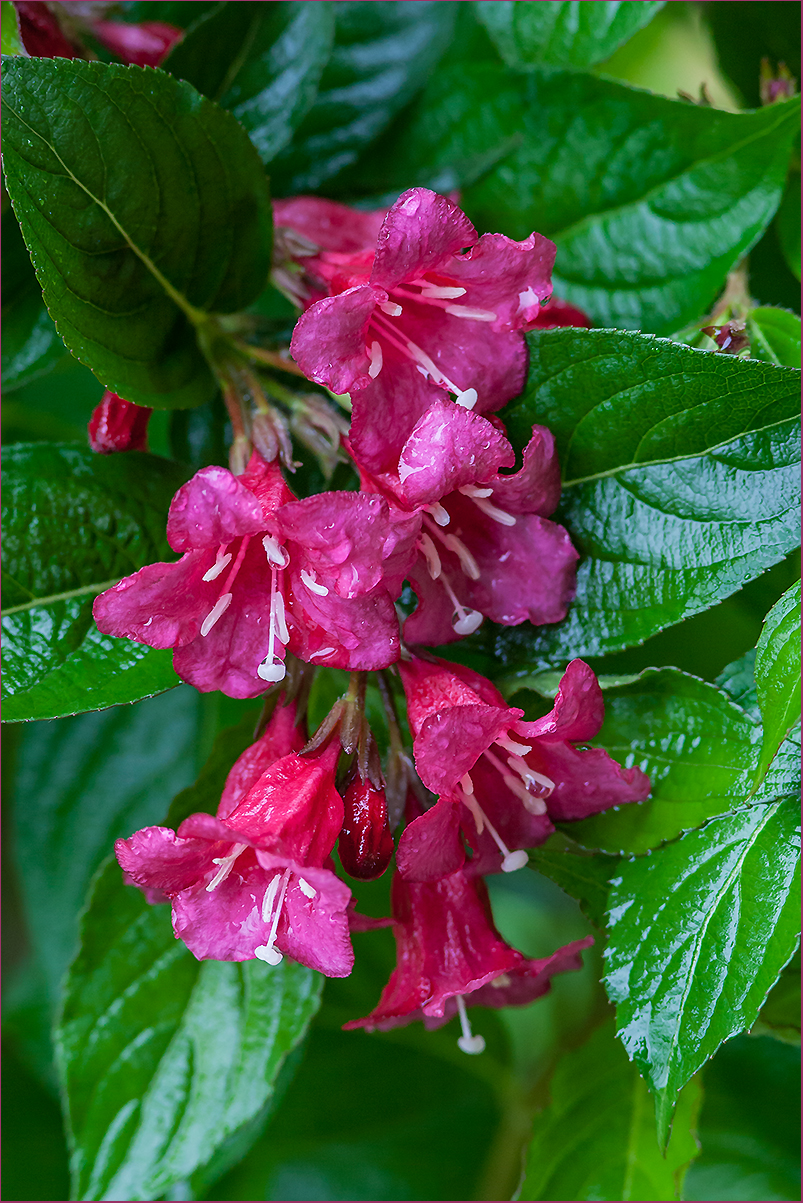 Weigelia