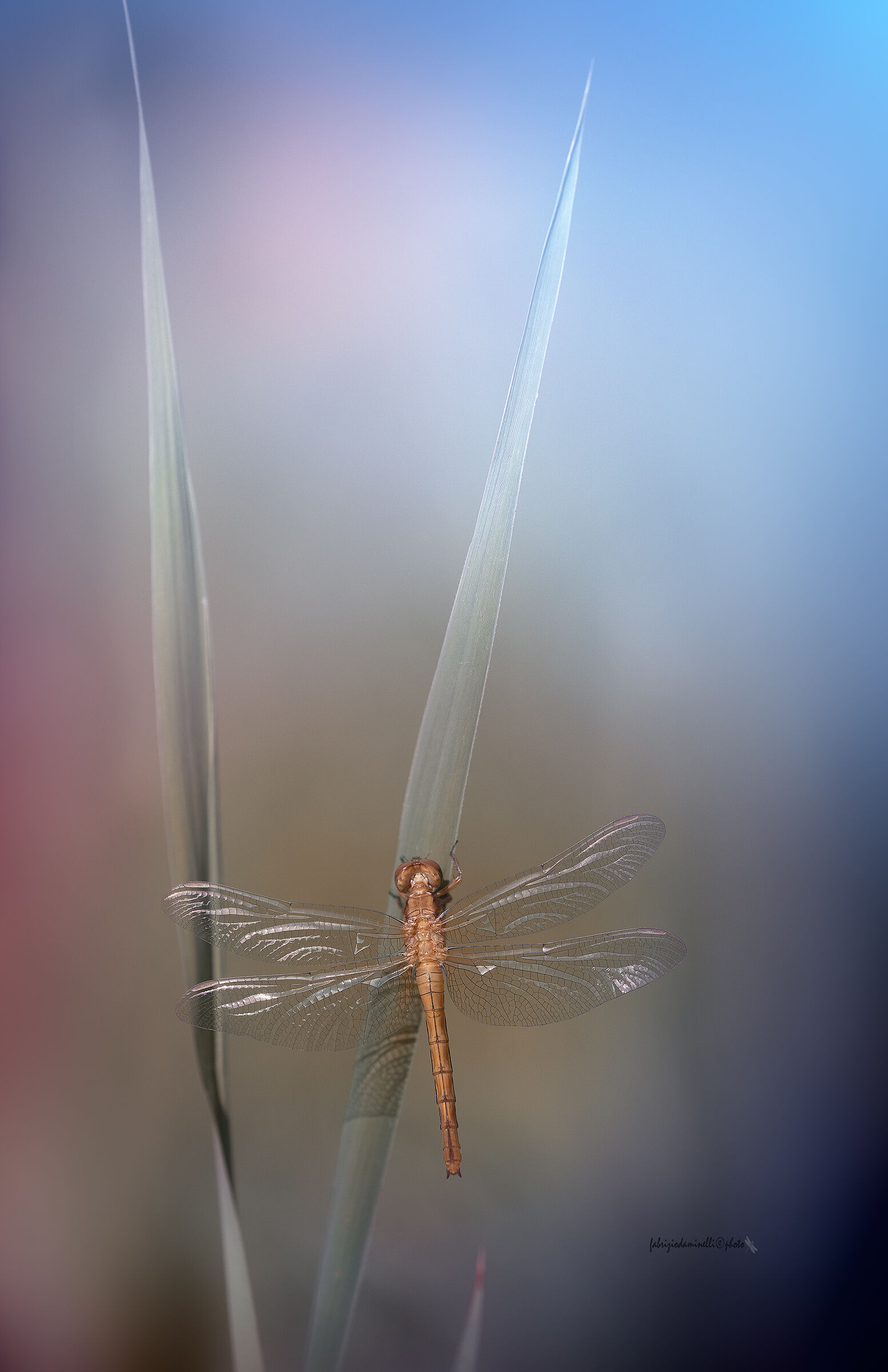 Orthetrum coerulescens - Keeled Skimmer