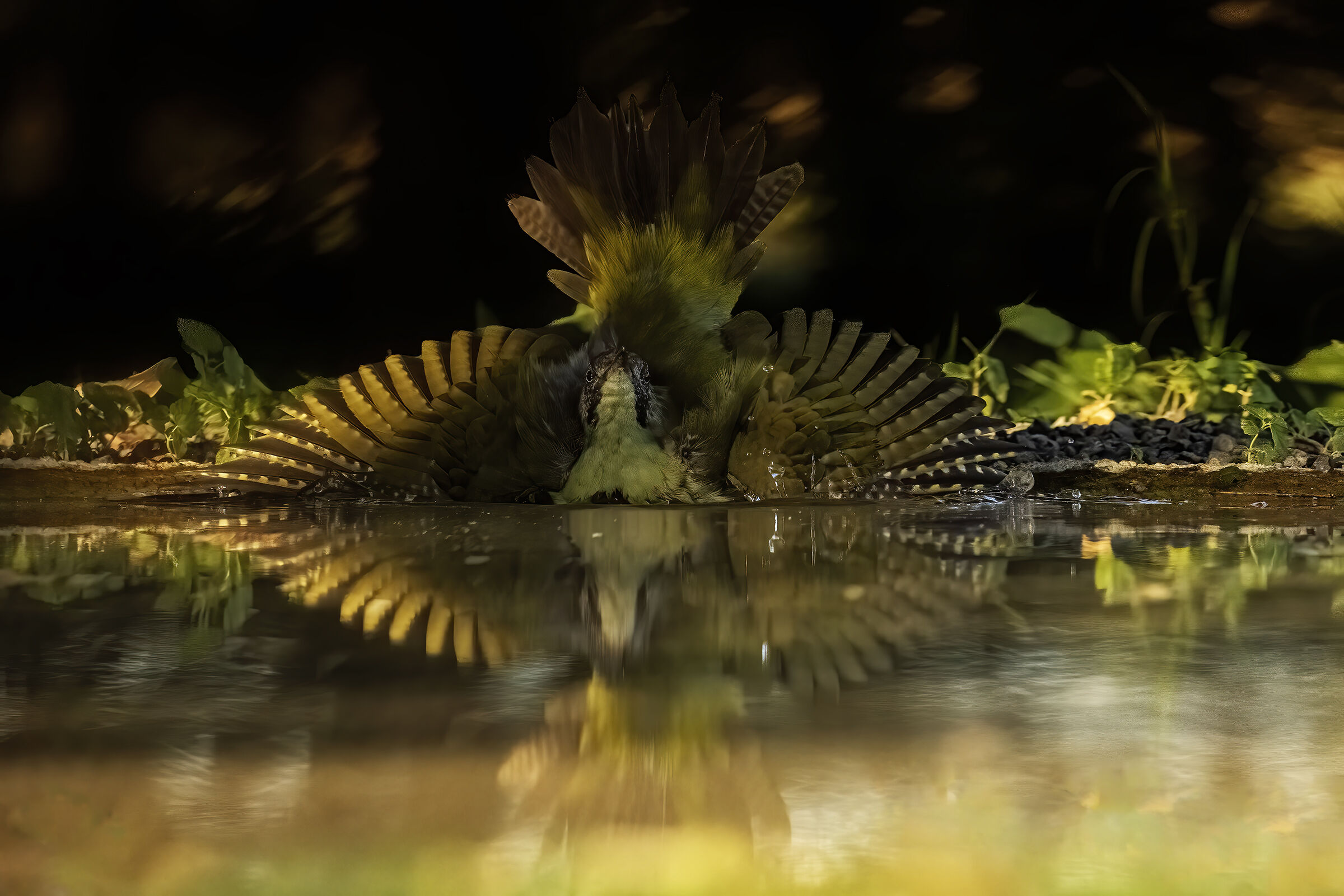 Green woodpecker female juv.