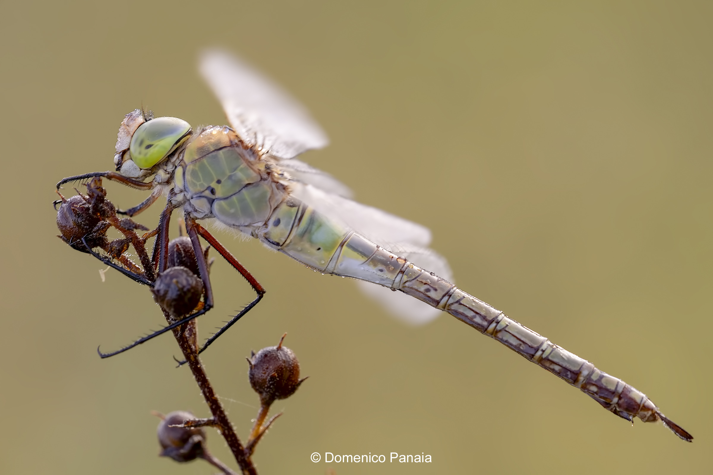 Anax Parthenope female