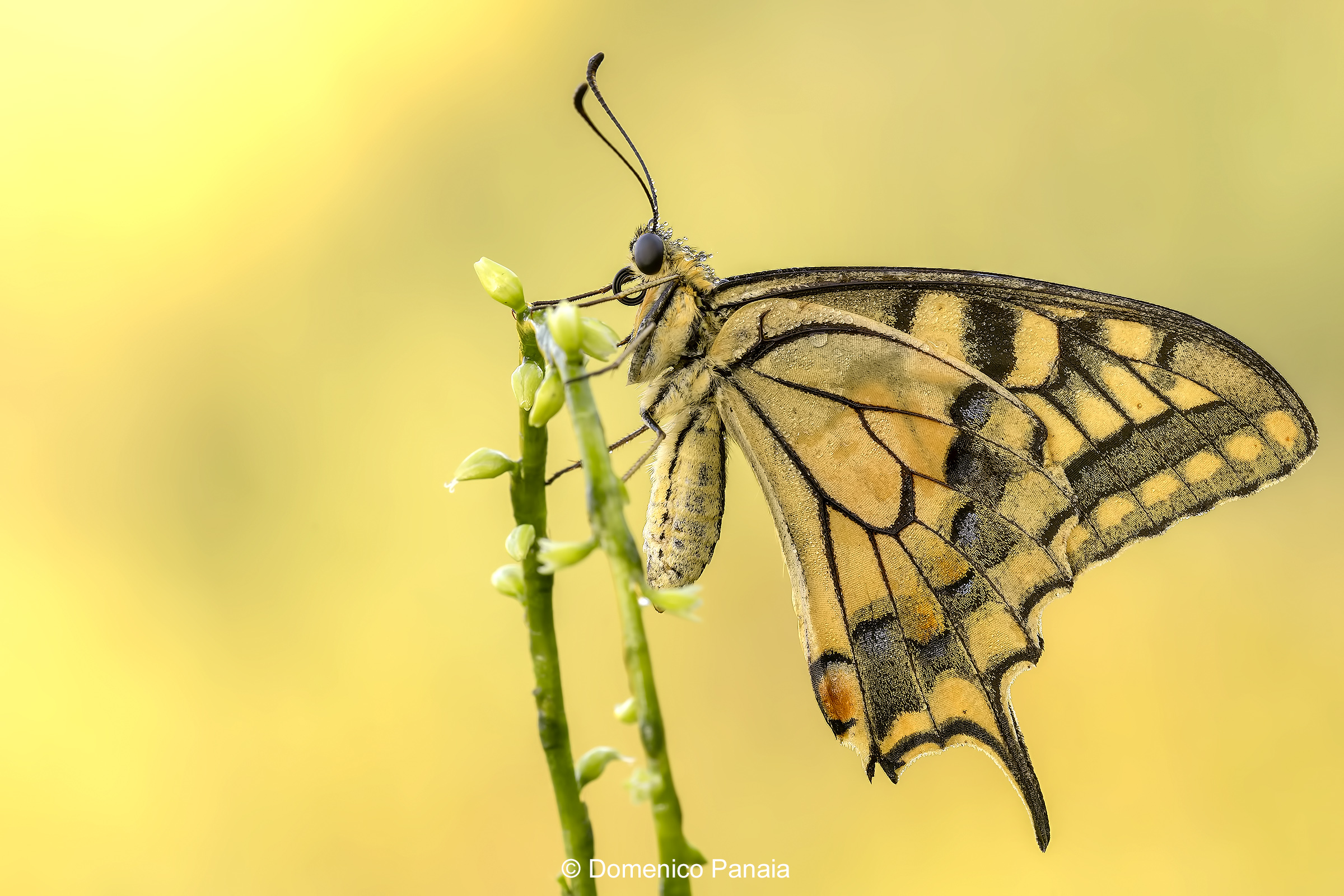 swallowtail