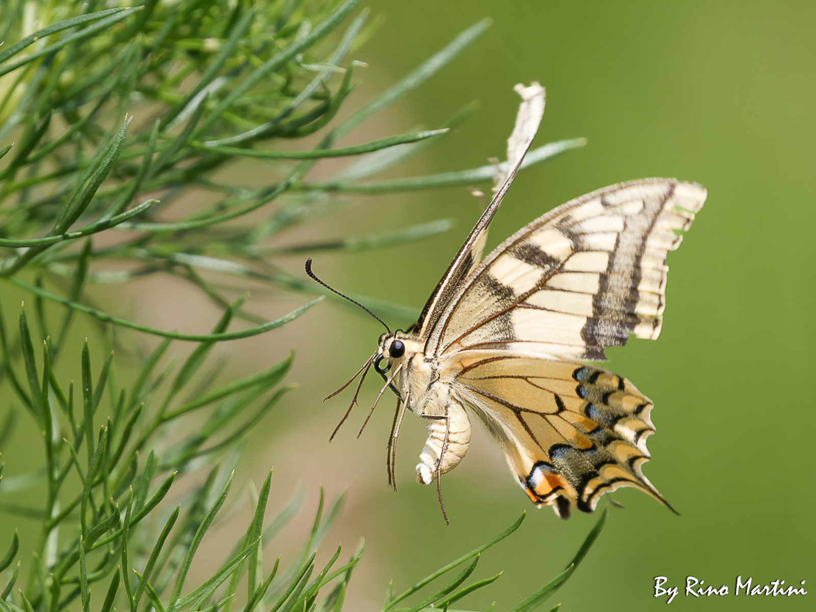 Macaone (Papilio machaon) in volo