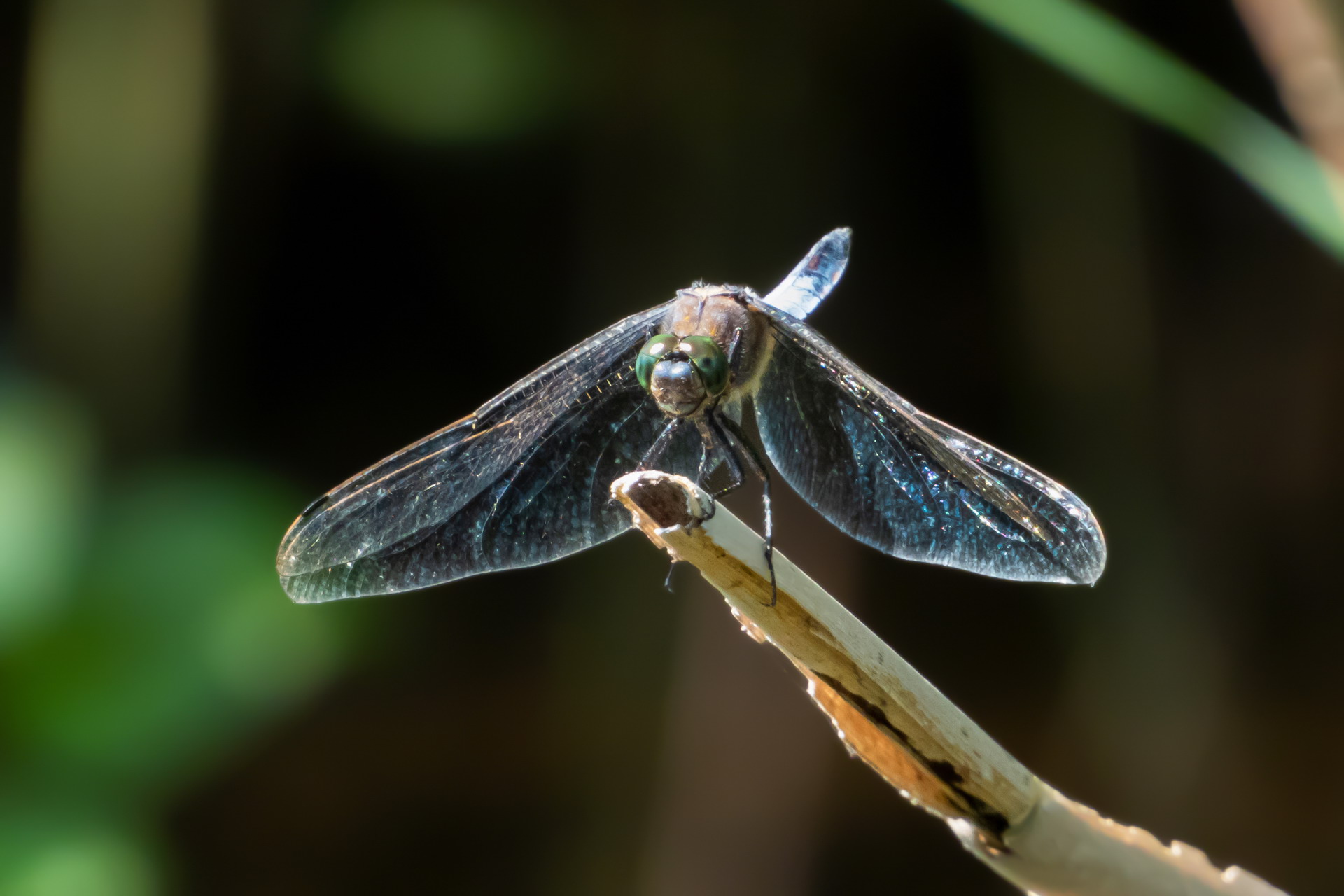 Orthetrum sp. z o.o.