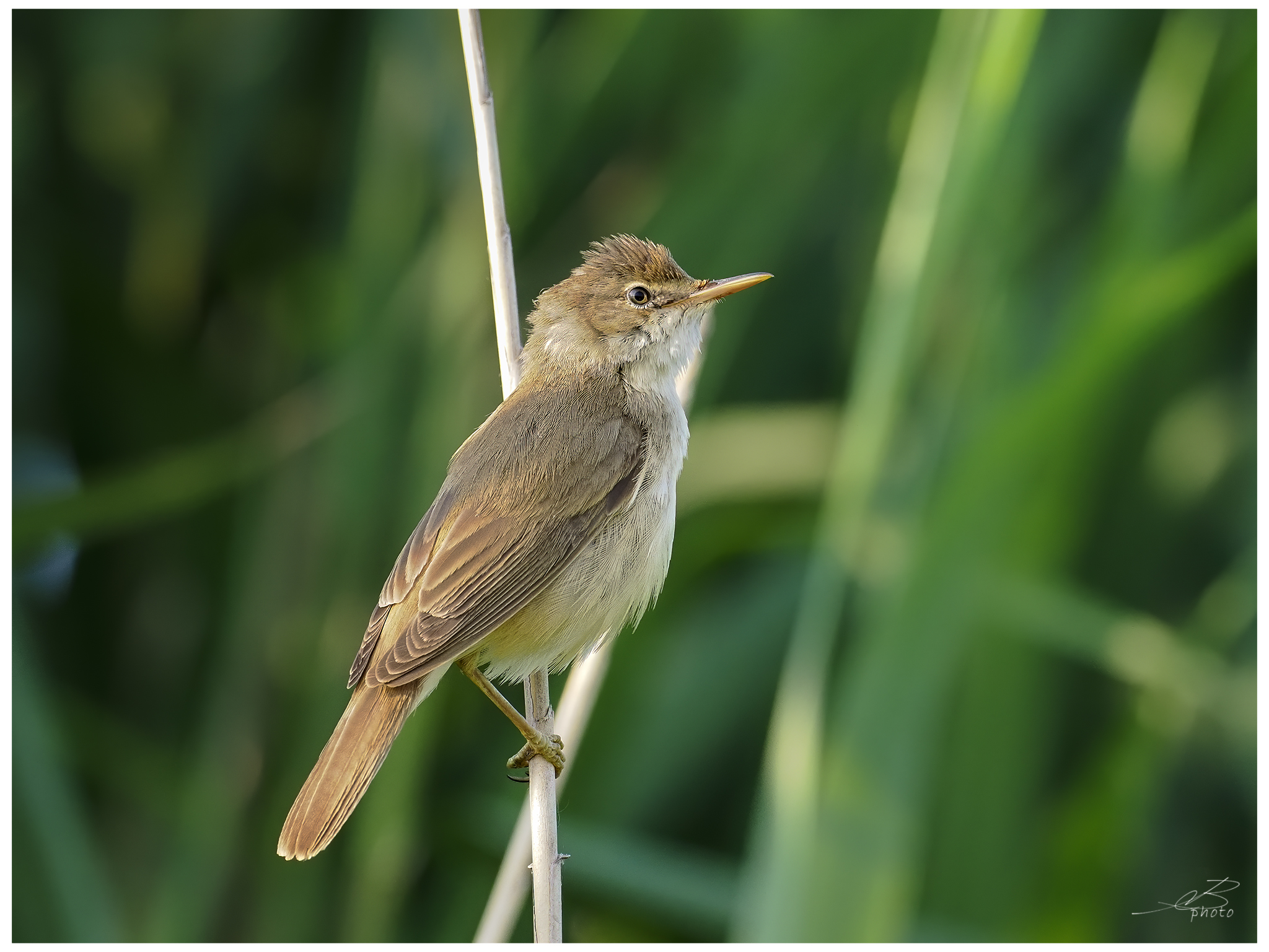 Reed warbler