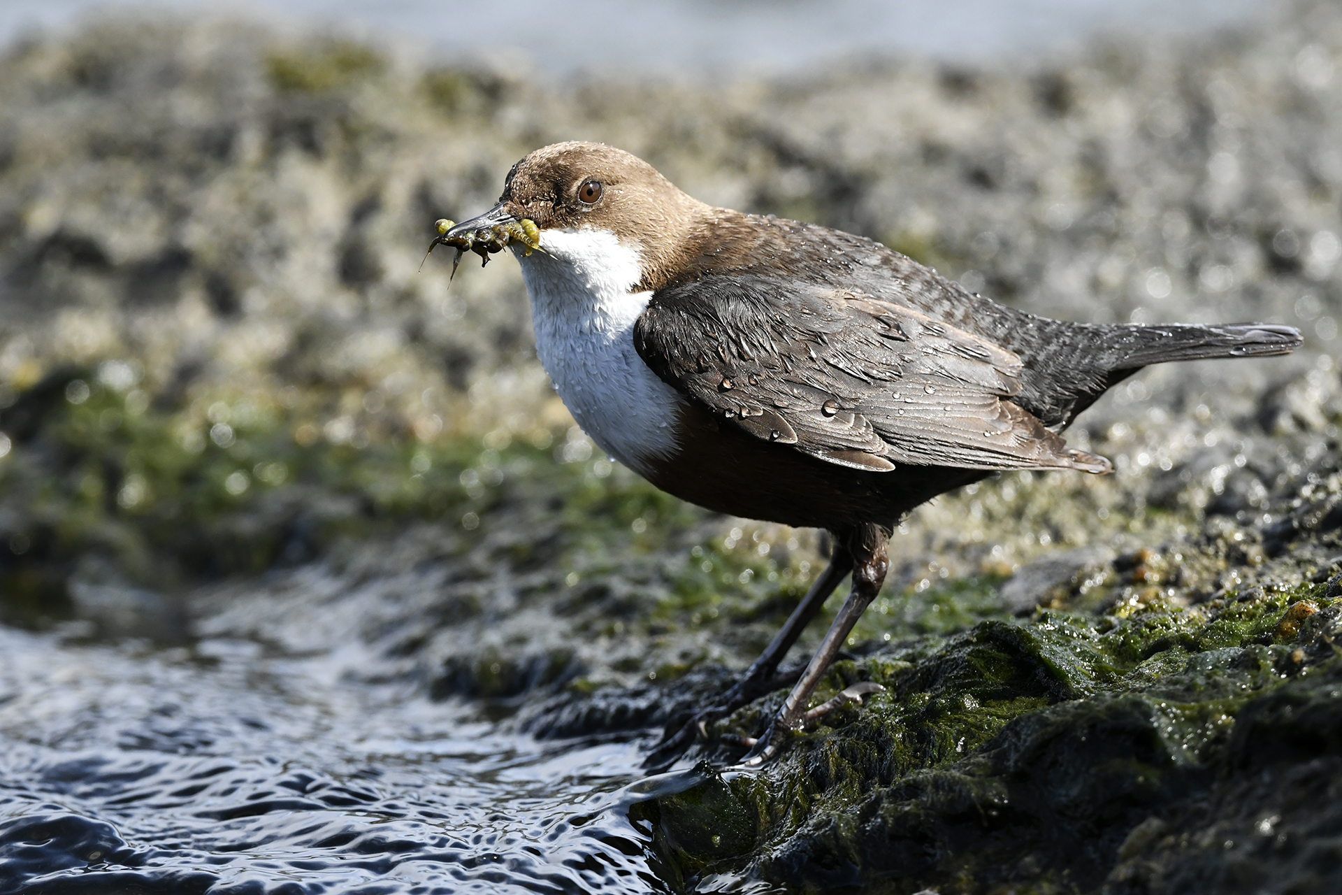 White-throated dipper