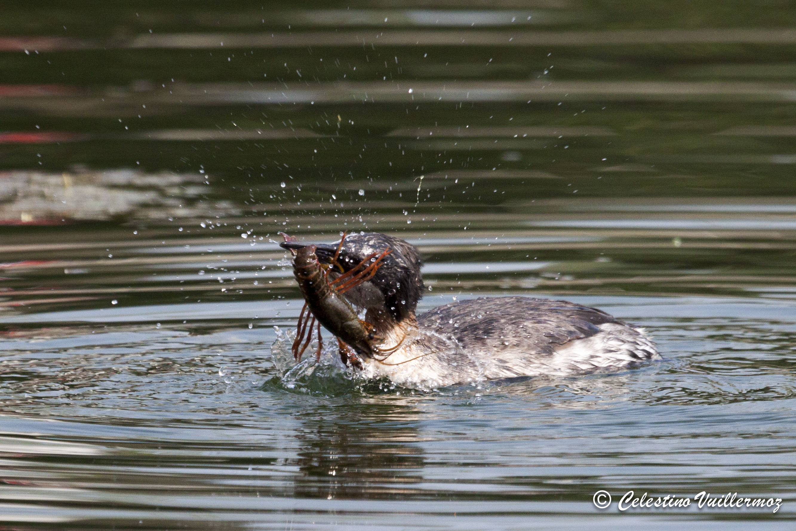 Red-necked Grebe