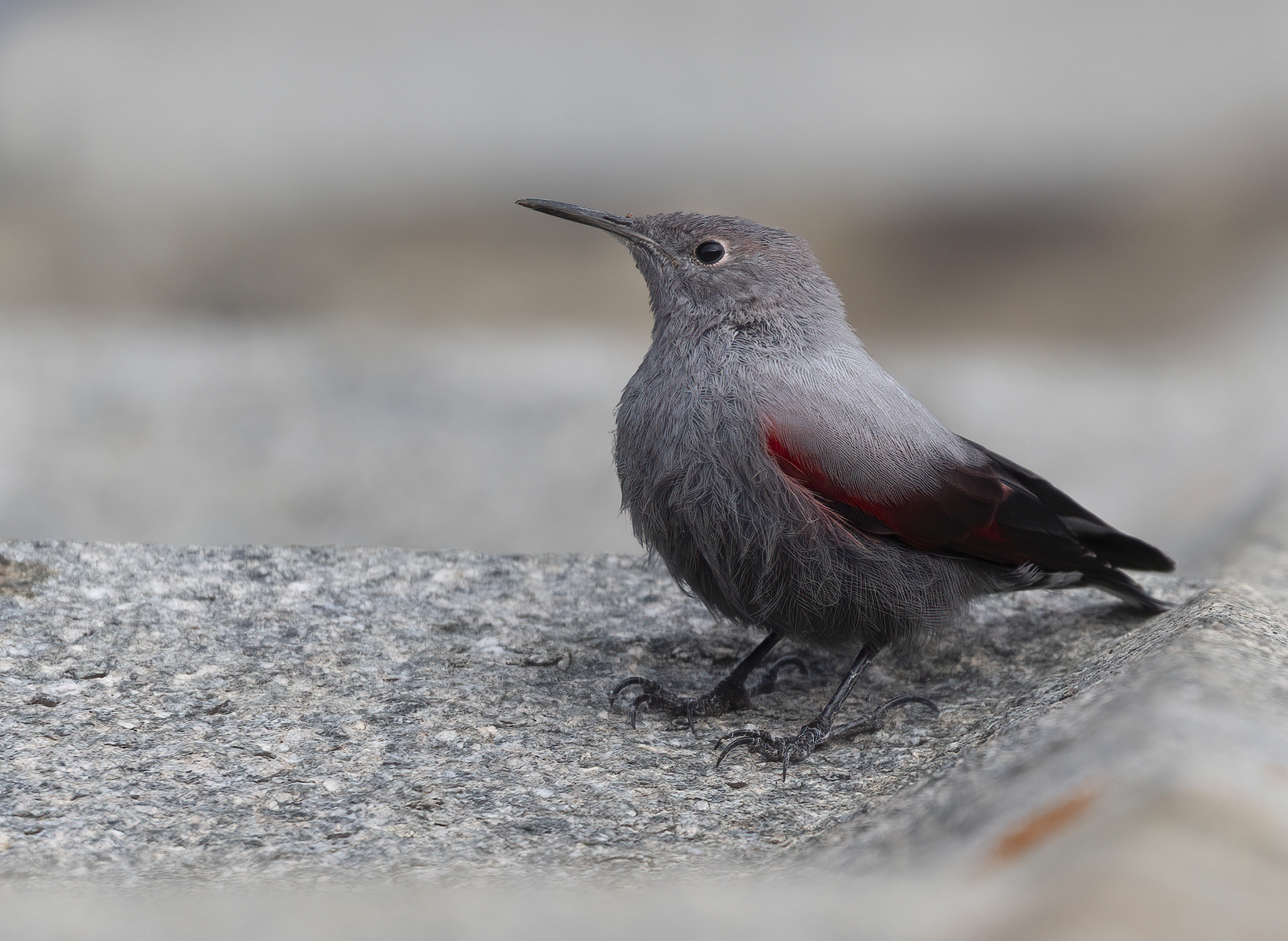 picchio muraiolo subadulto