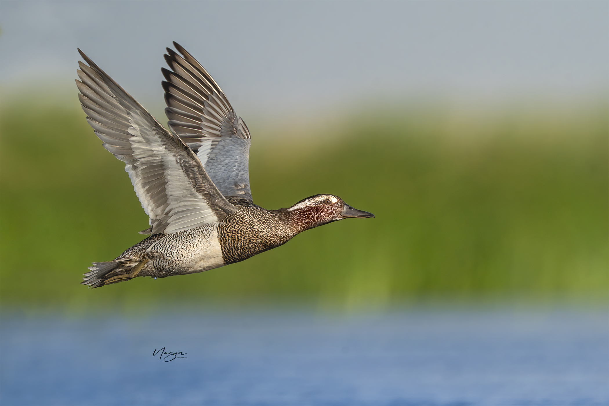 garganey
