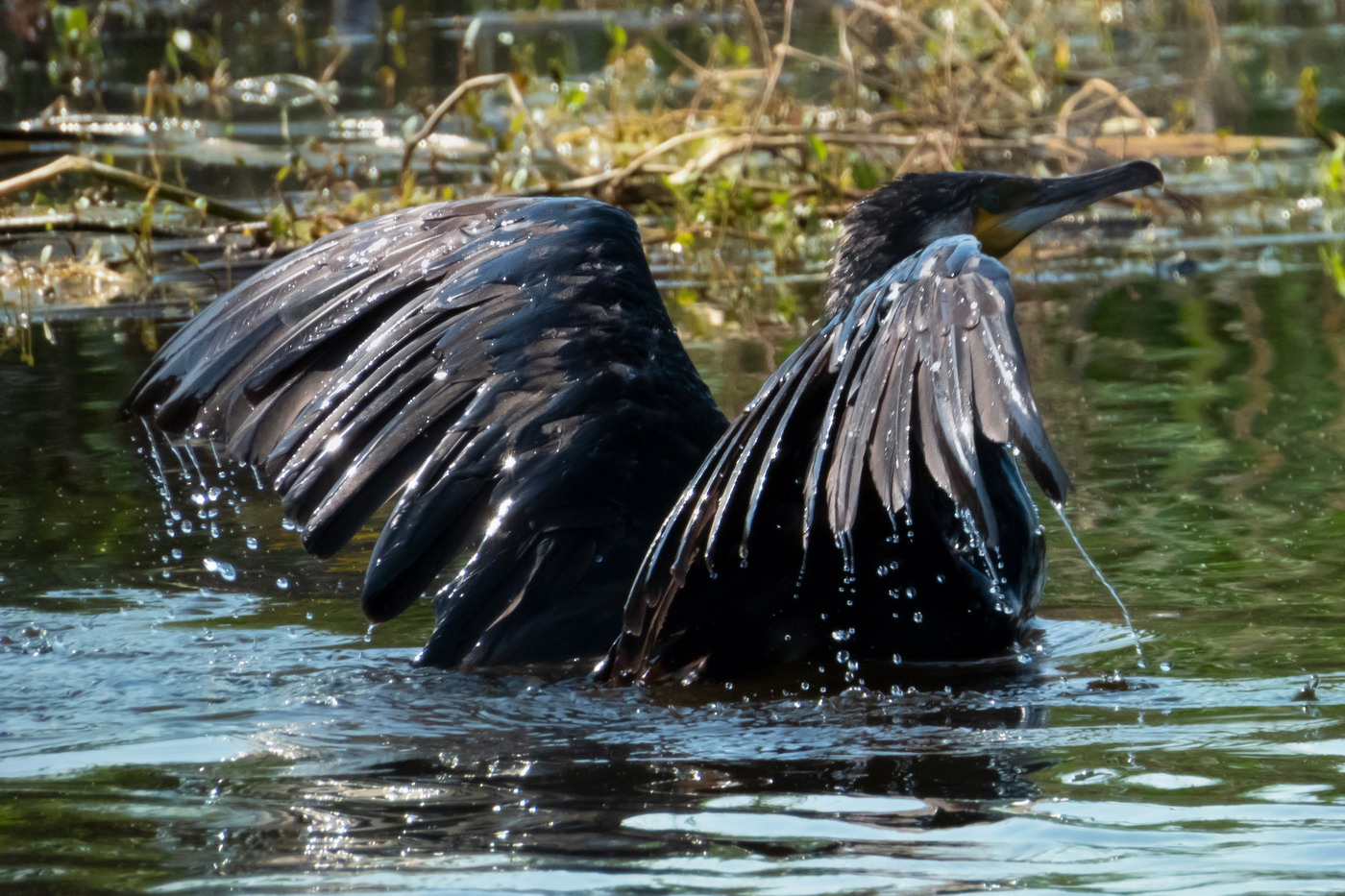 Cormorant