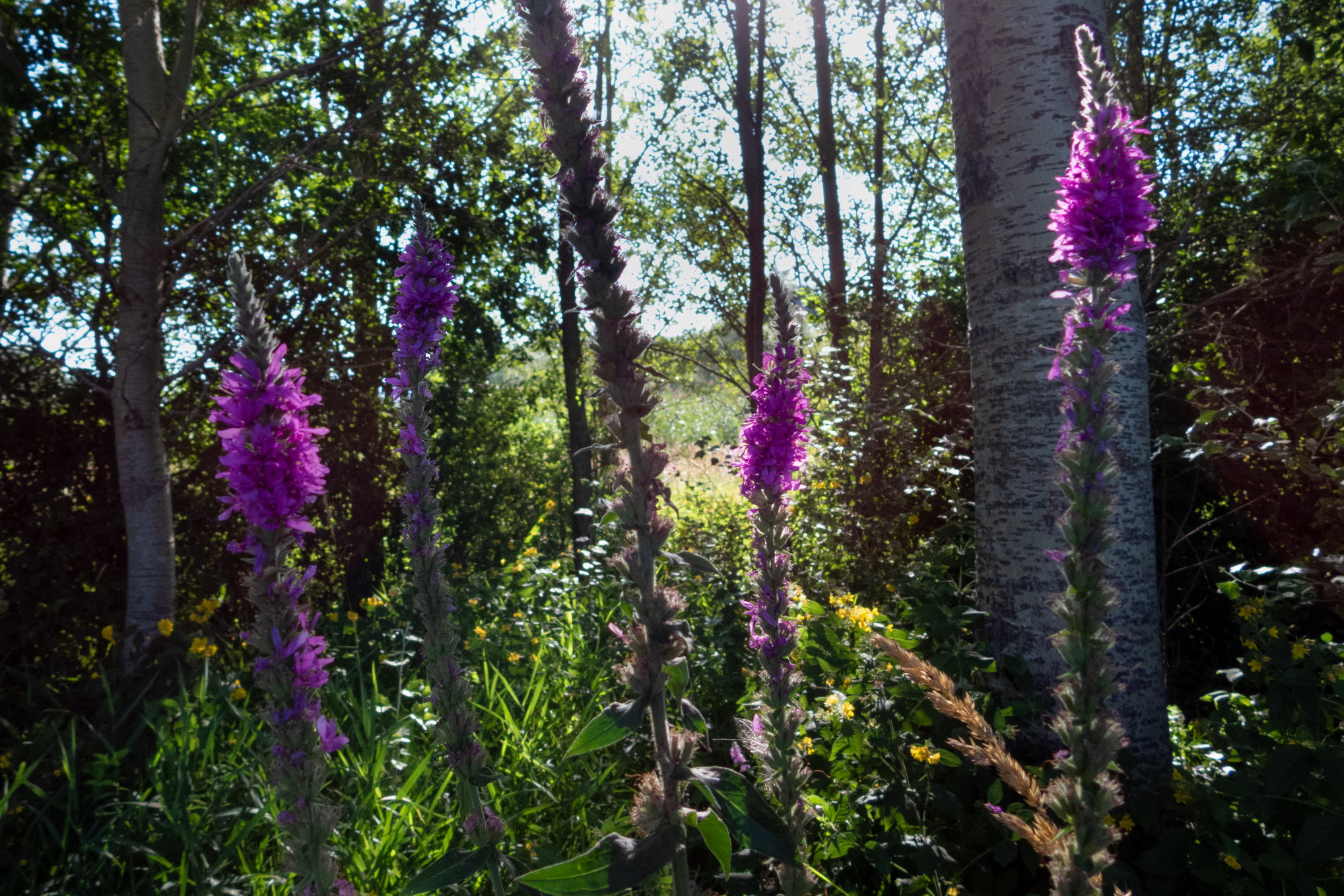 Close-up set with Coolpix p1000 (14)