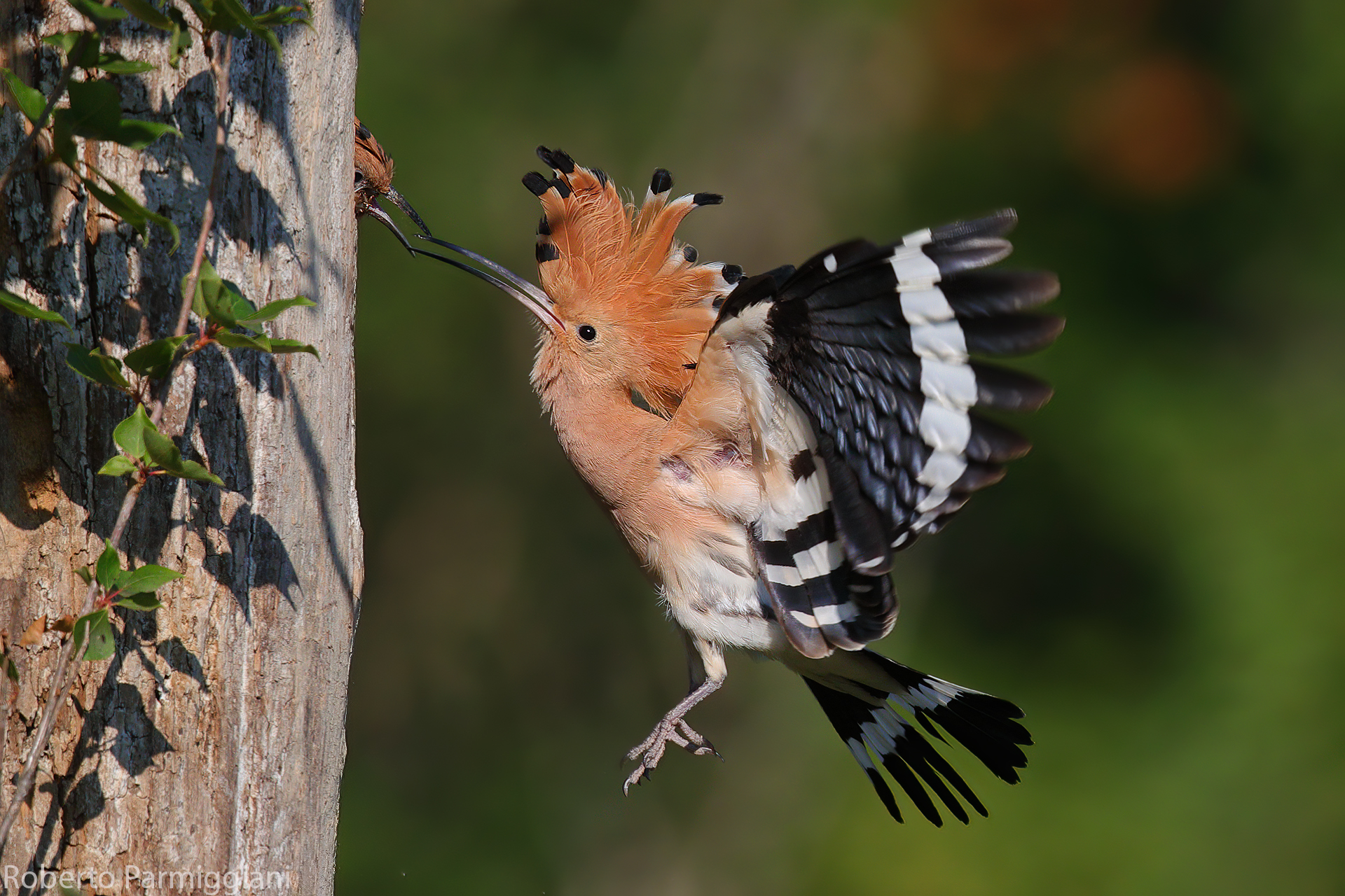 Hoopoe