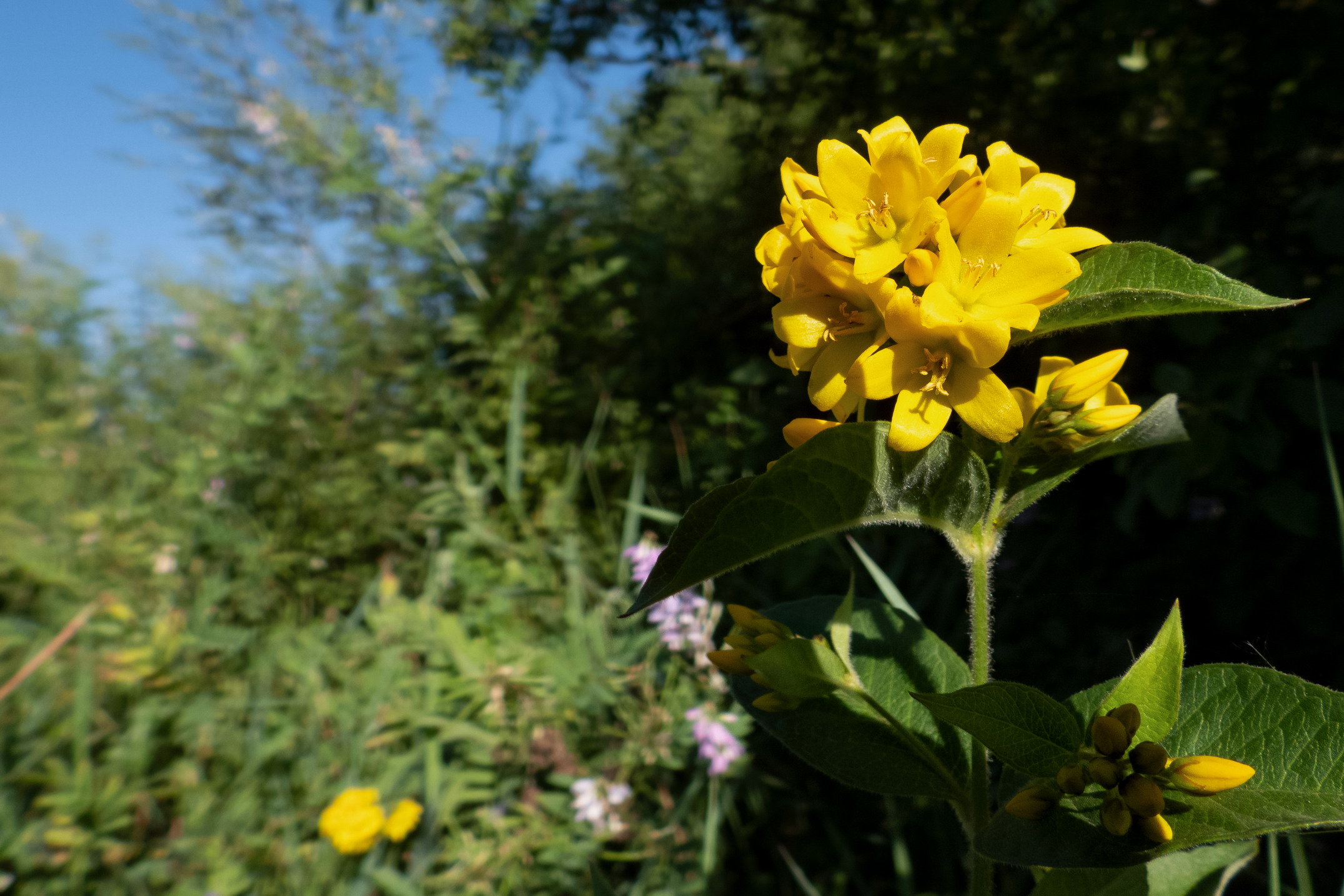 Close-up set with Coolpix p1000 (15)