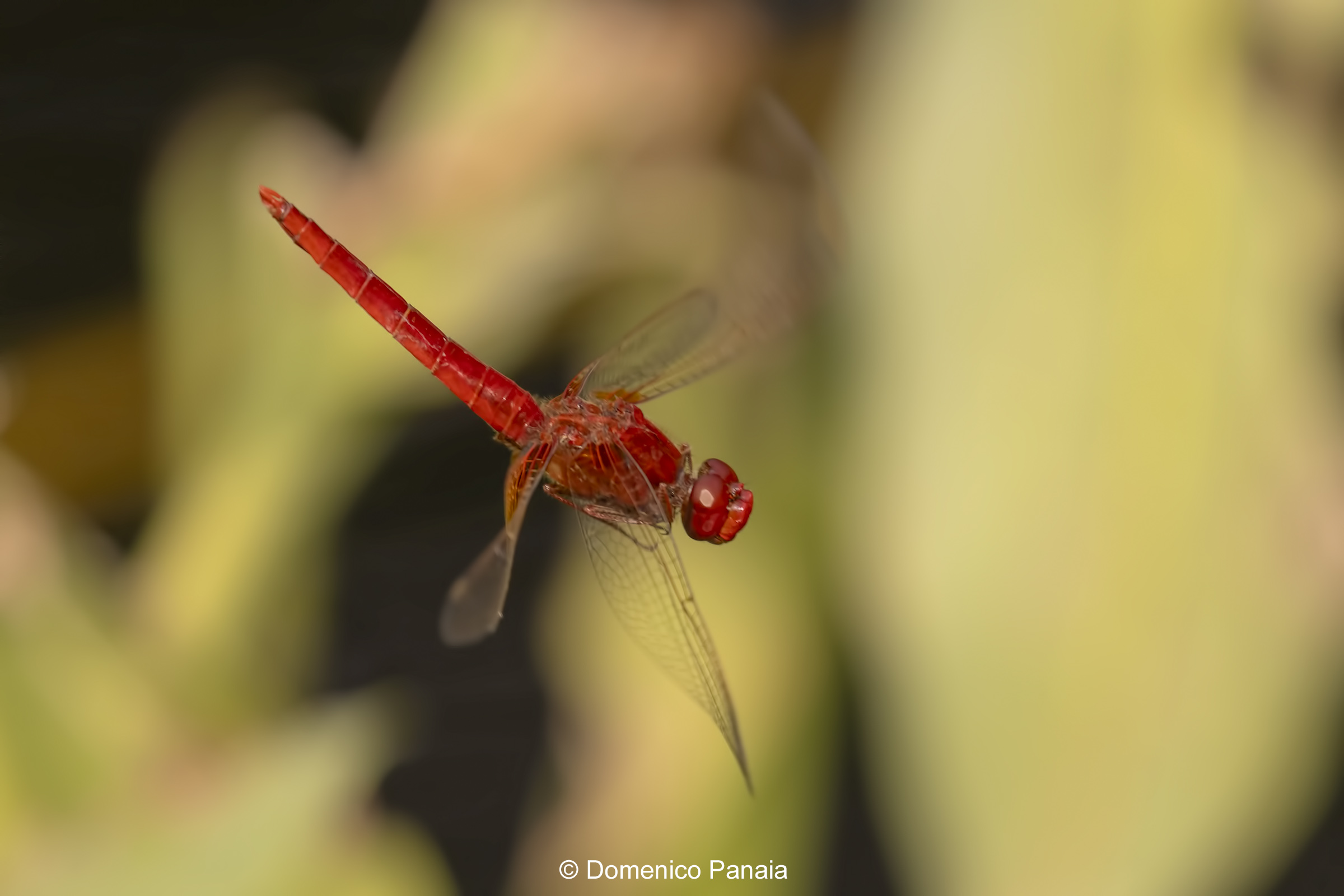Crocothemis erythraea male