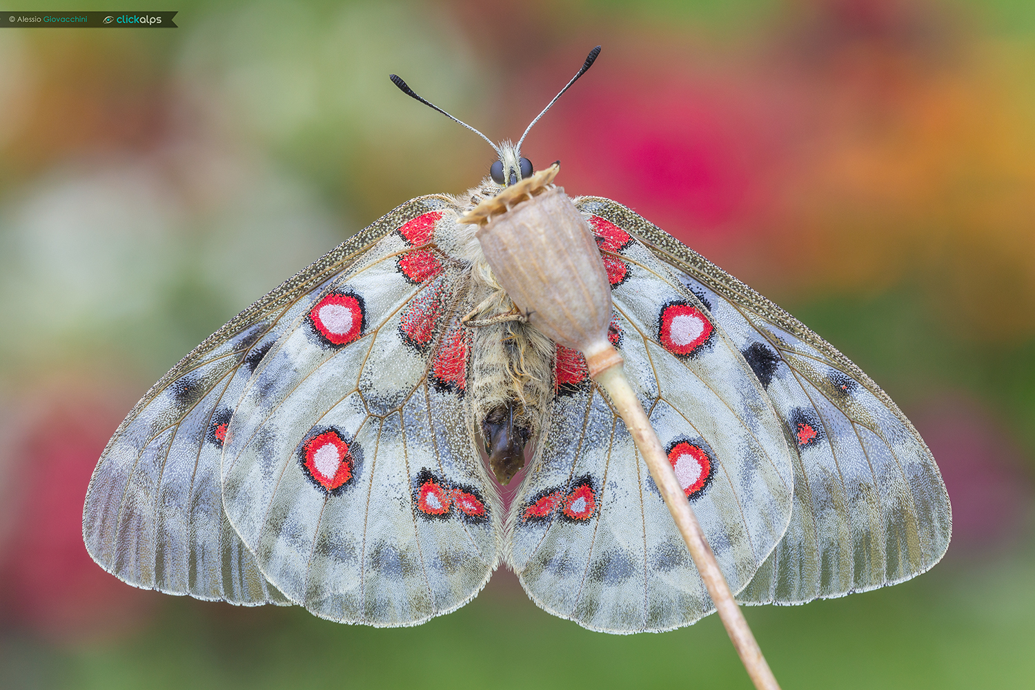 Parnassius apollo
