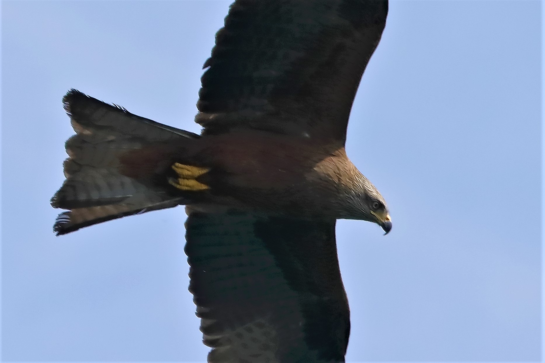 Nibbio bruno 06-04-2023