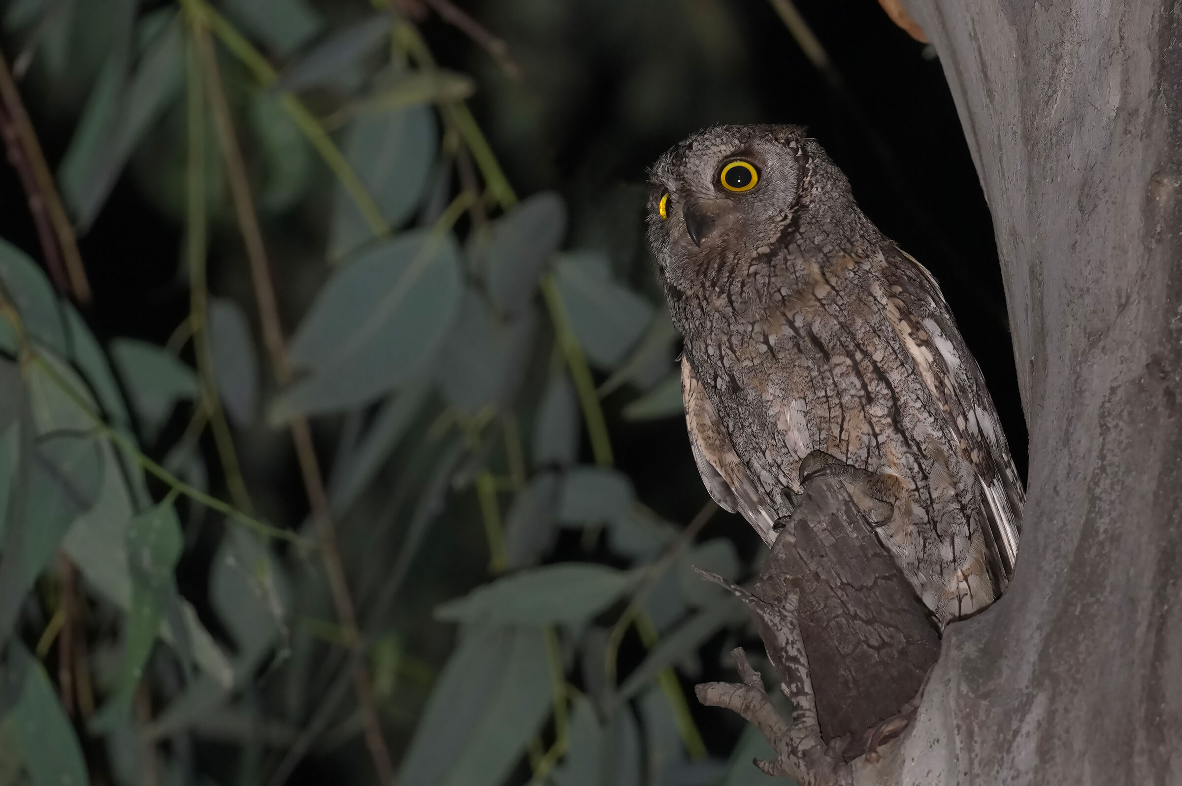 Perched