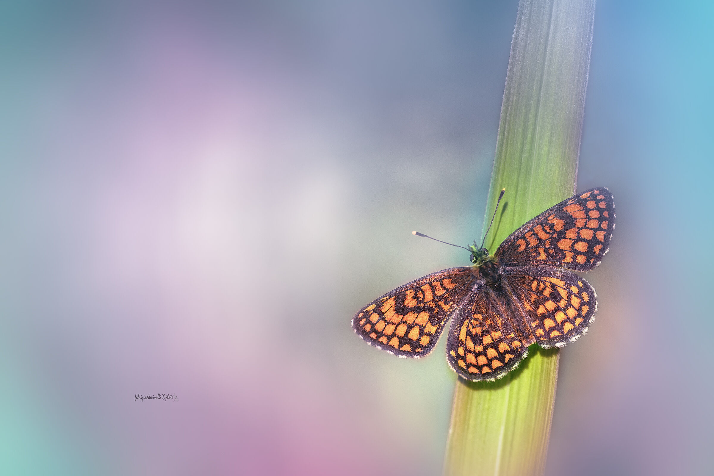 Melitaea athalia - Heath Fritillary
