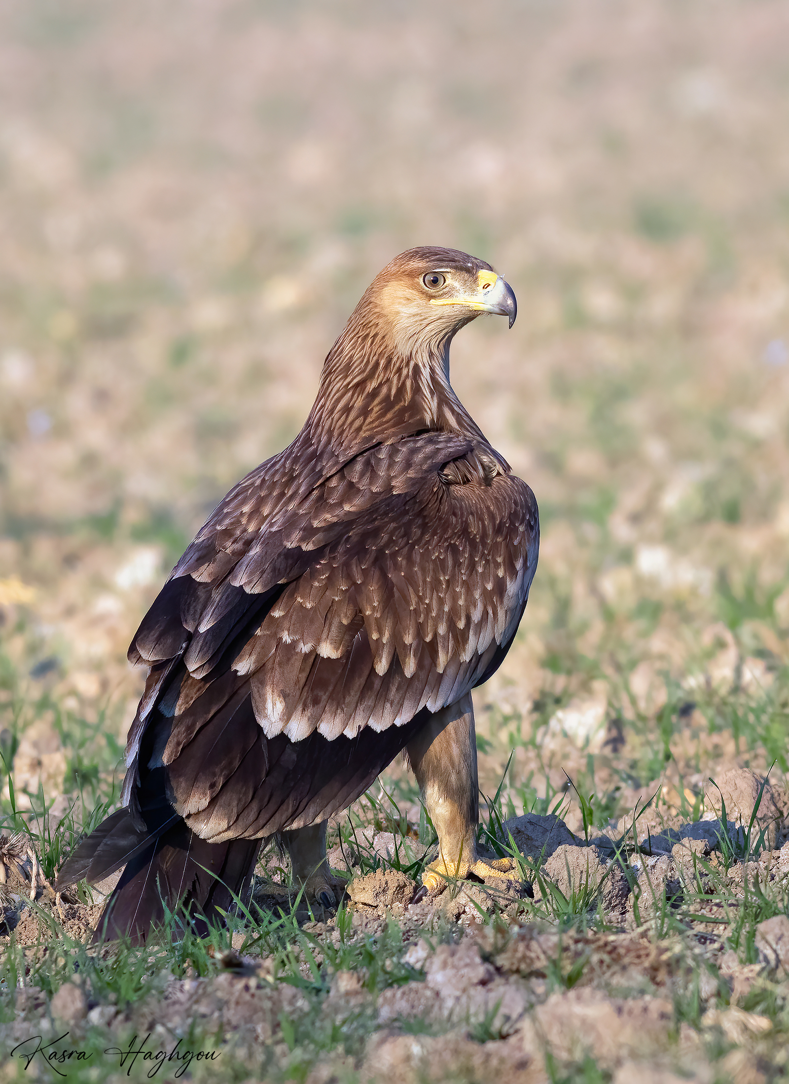 Aquila imperiale