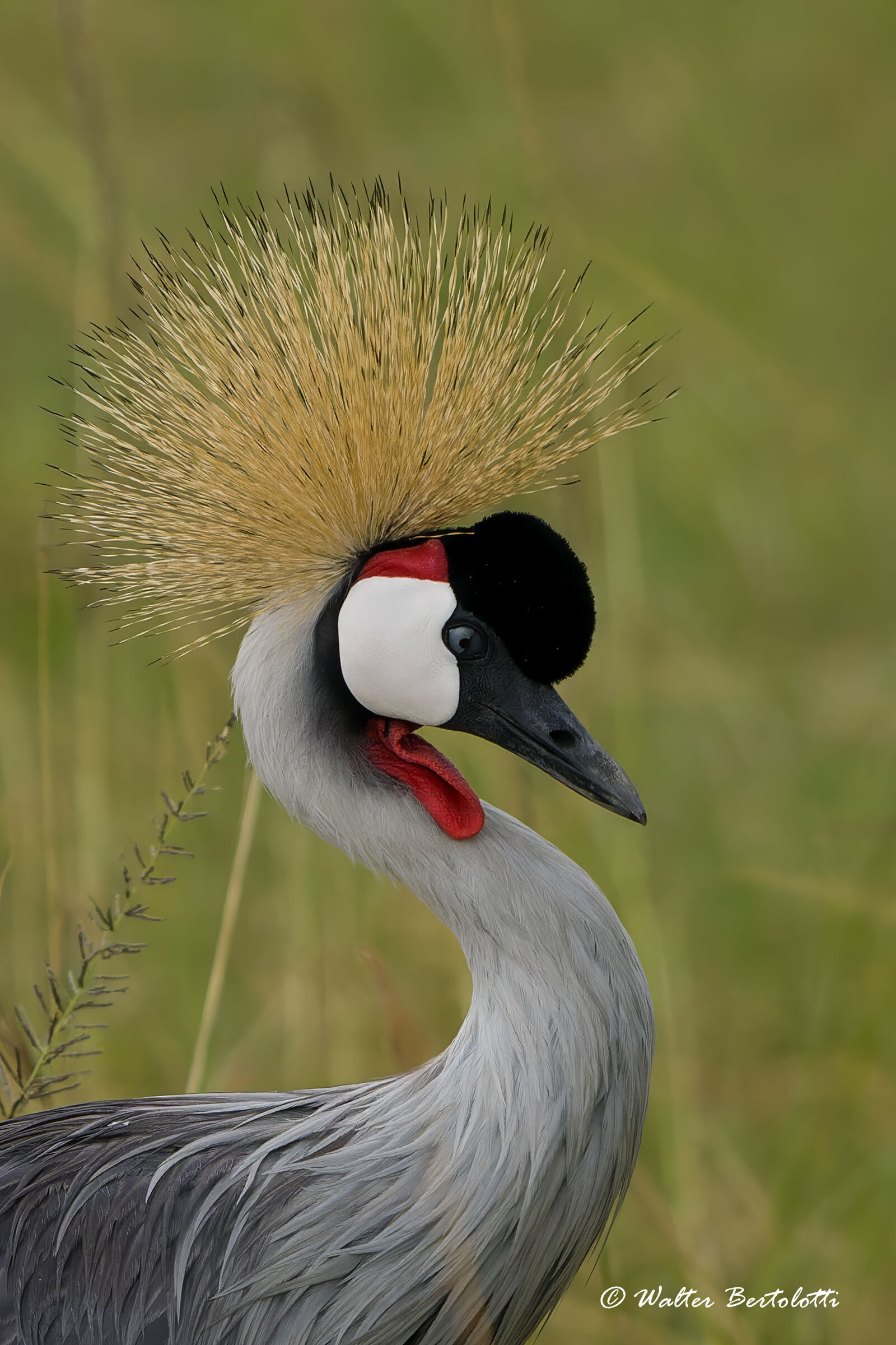 ritratto di signora coronata