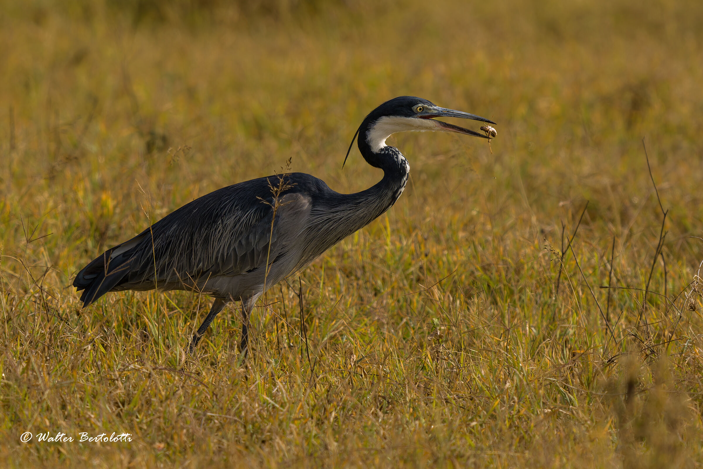 la colazione del testa nera