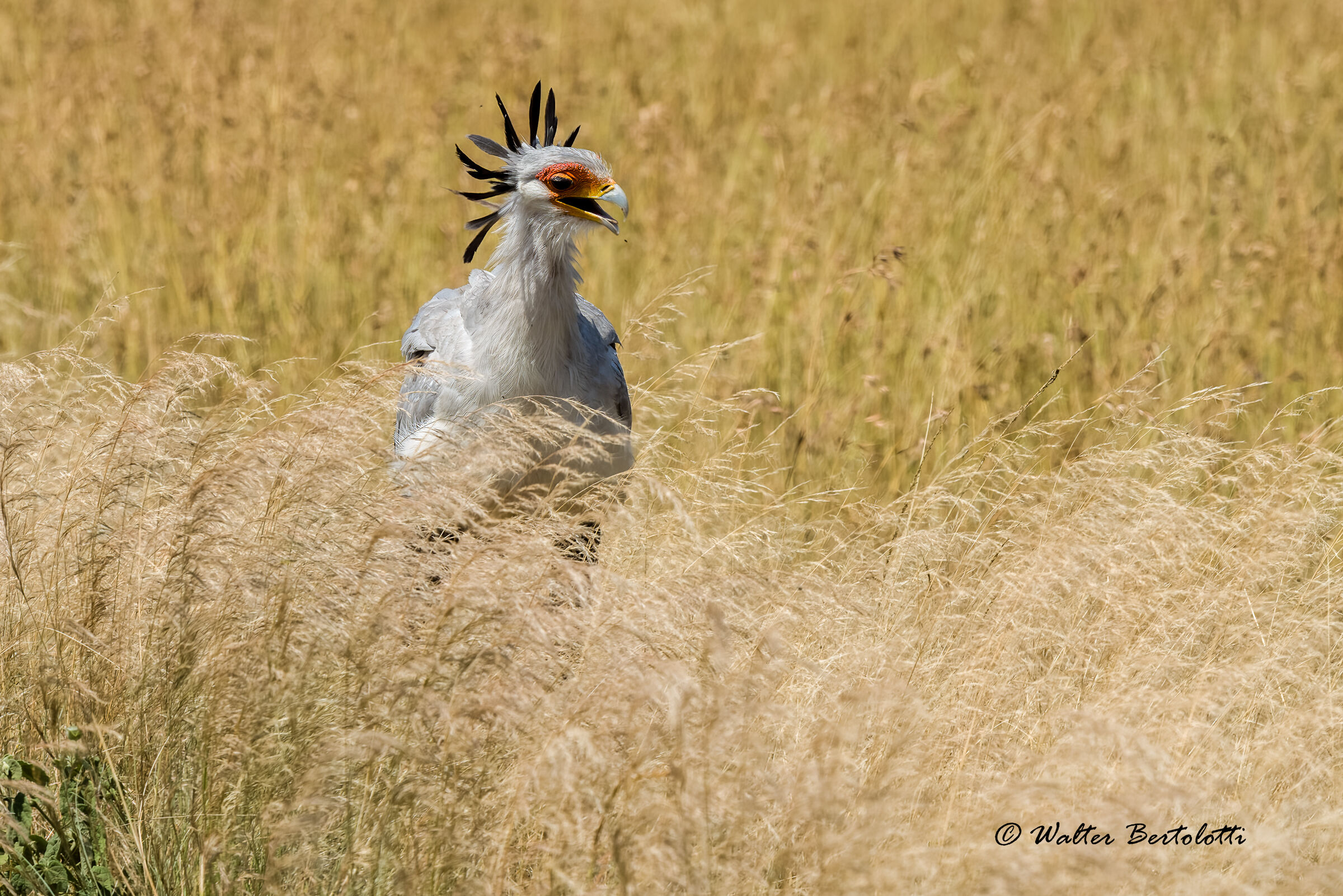 segretario accaldato