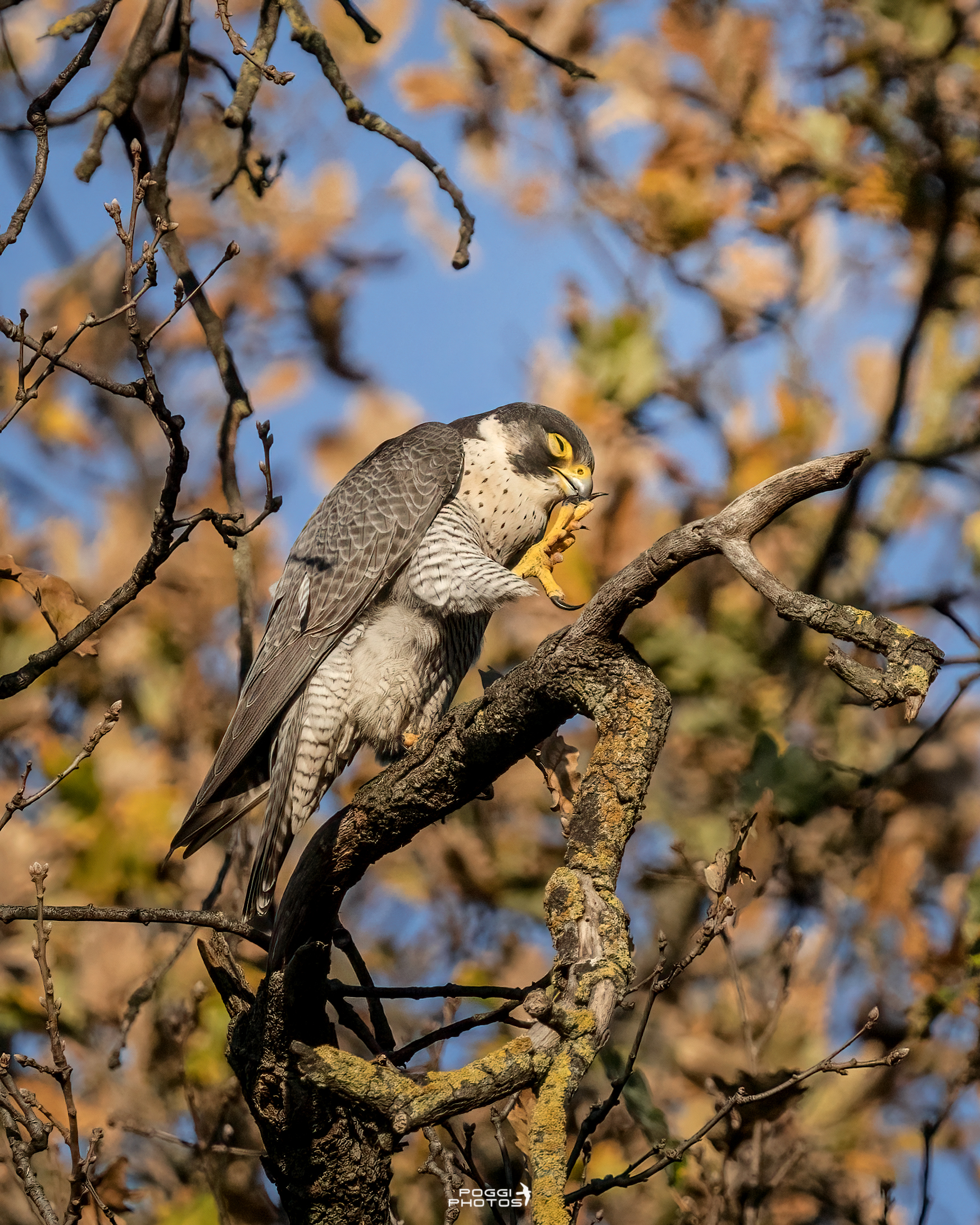 Peregrine