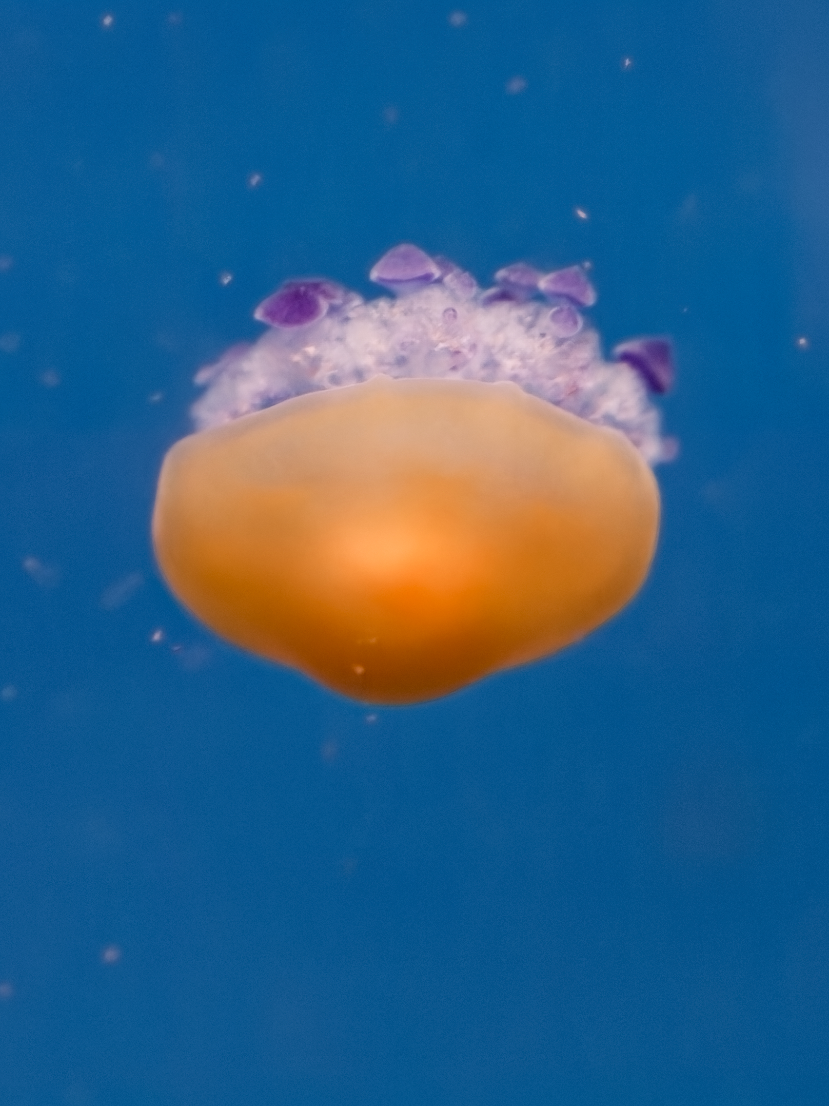Medusa 3 - Museo Oceanografico Valencia