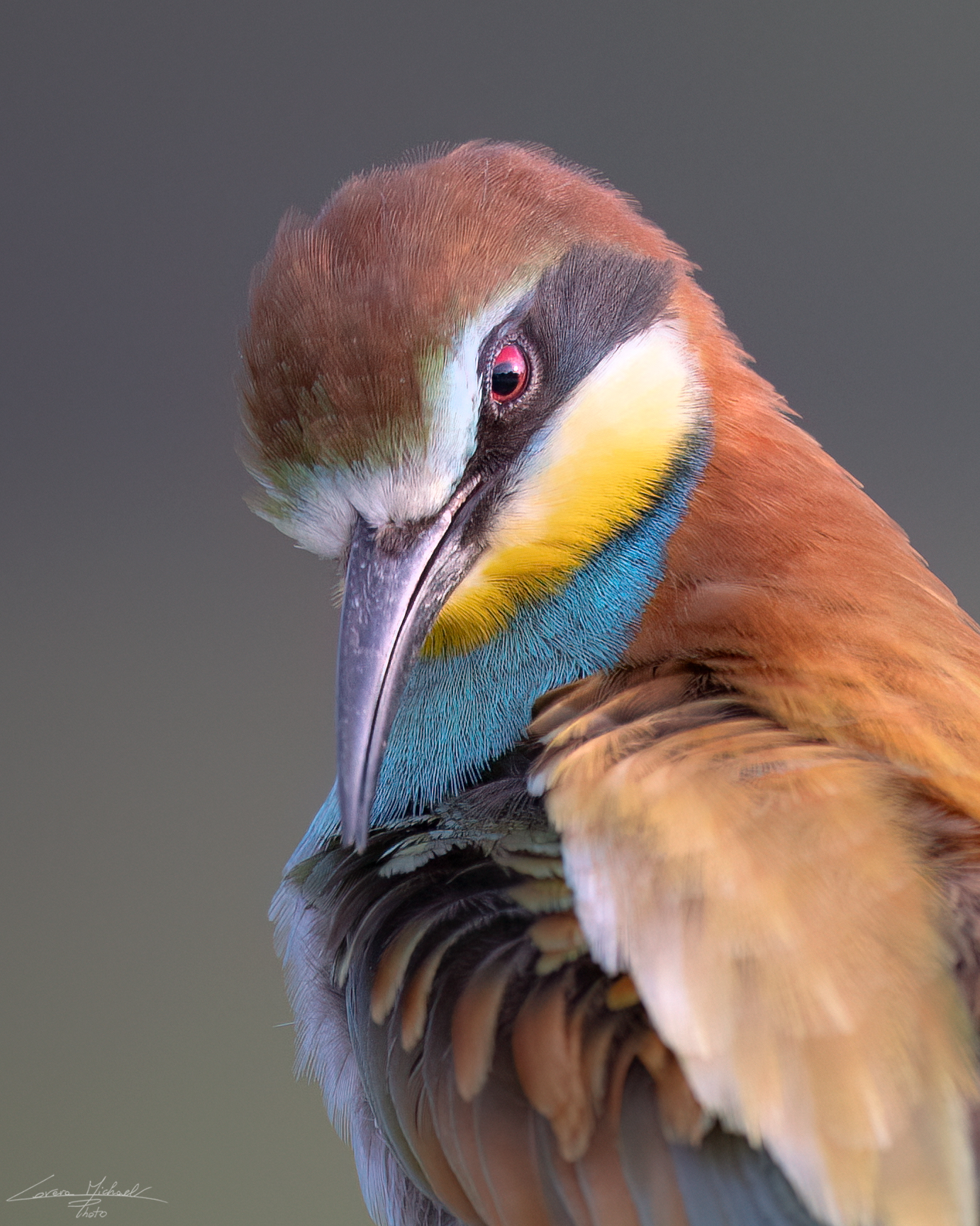 The bee-eater at sunset