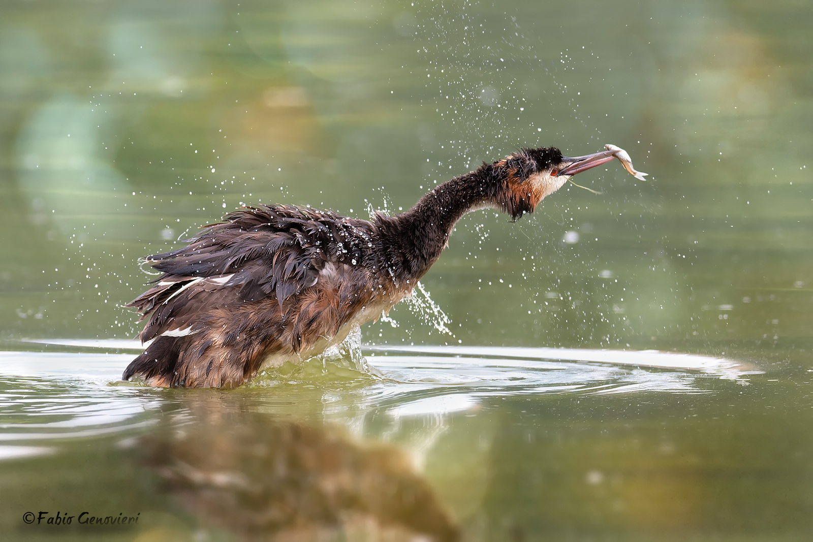 Great crested grebe