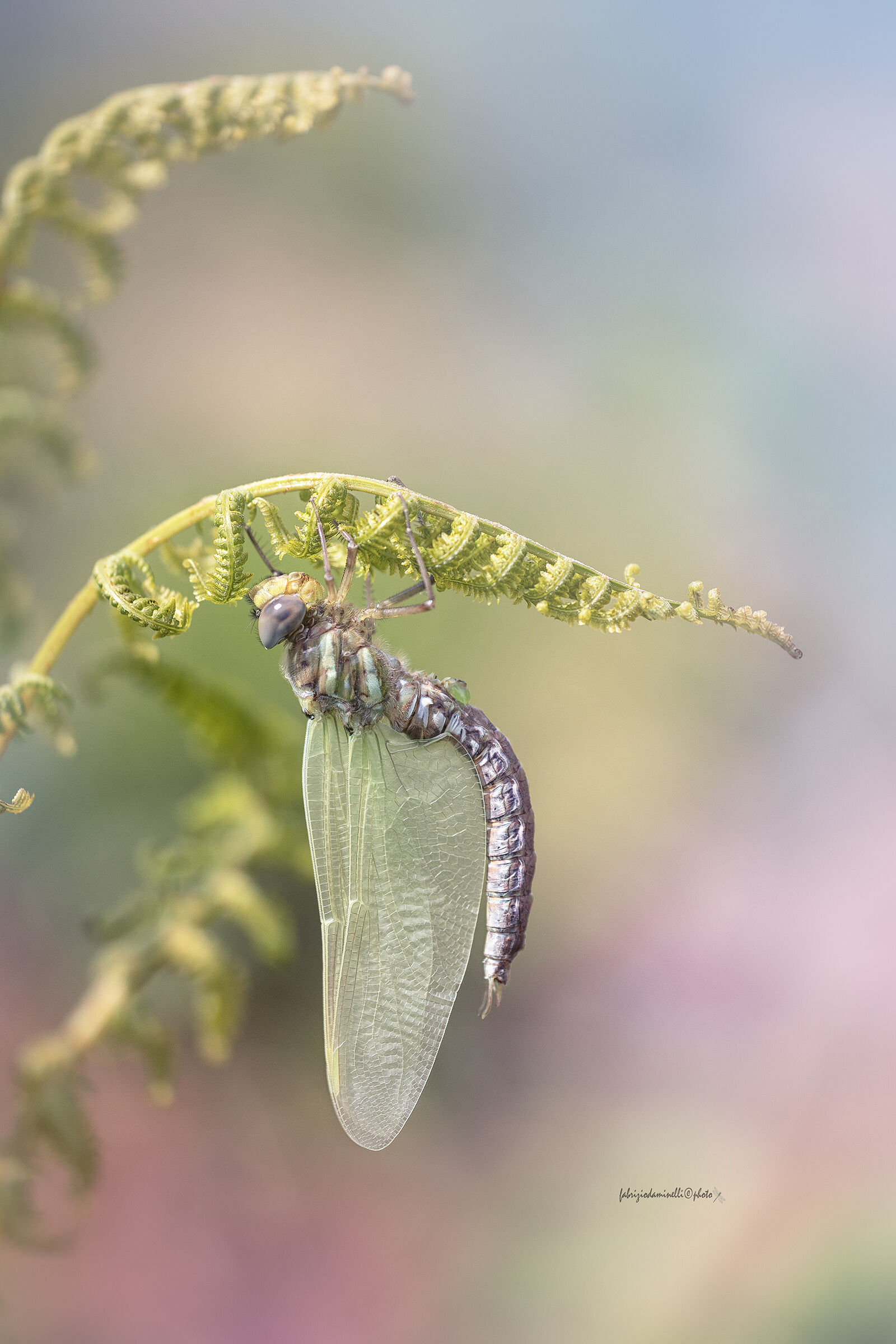 Aeshna juncea - new born