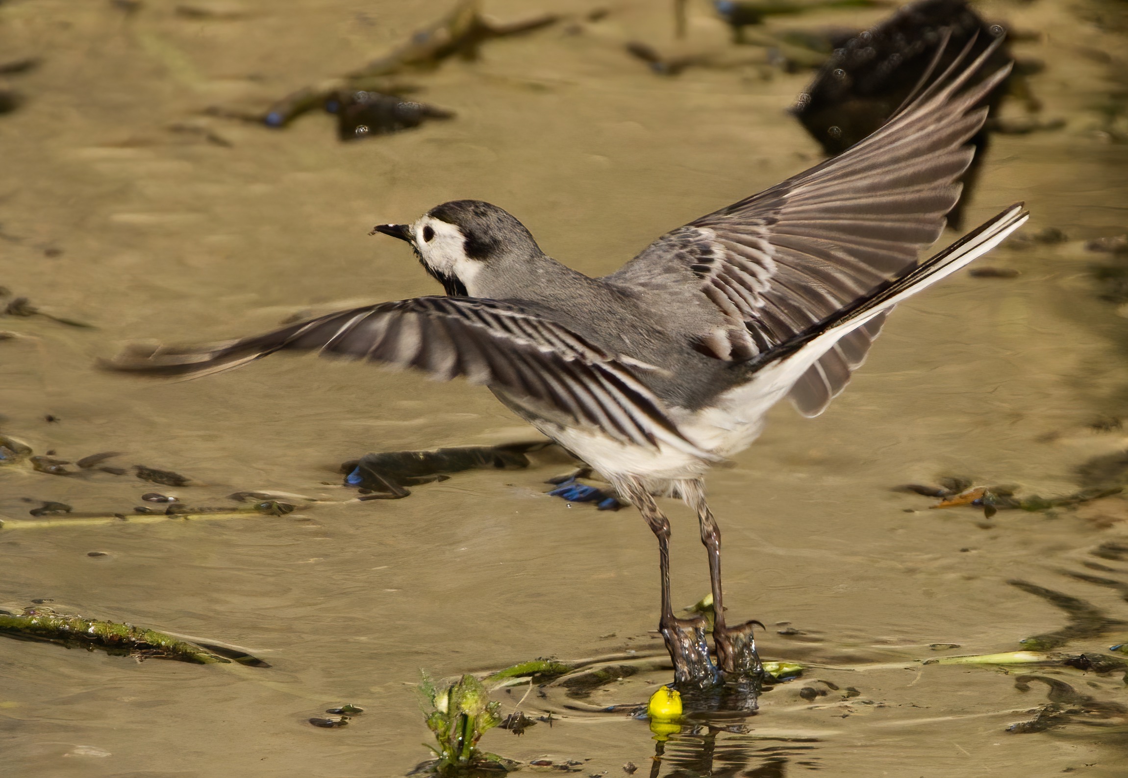 The detachment of the white wagtail