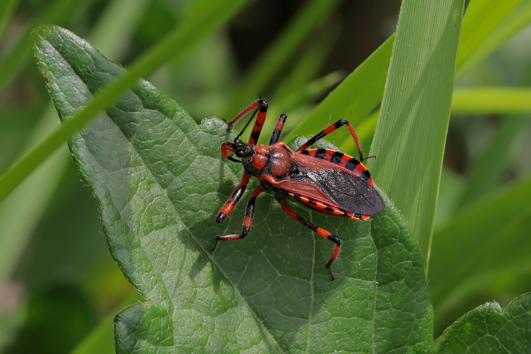 Rhynocoris sp.